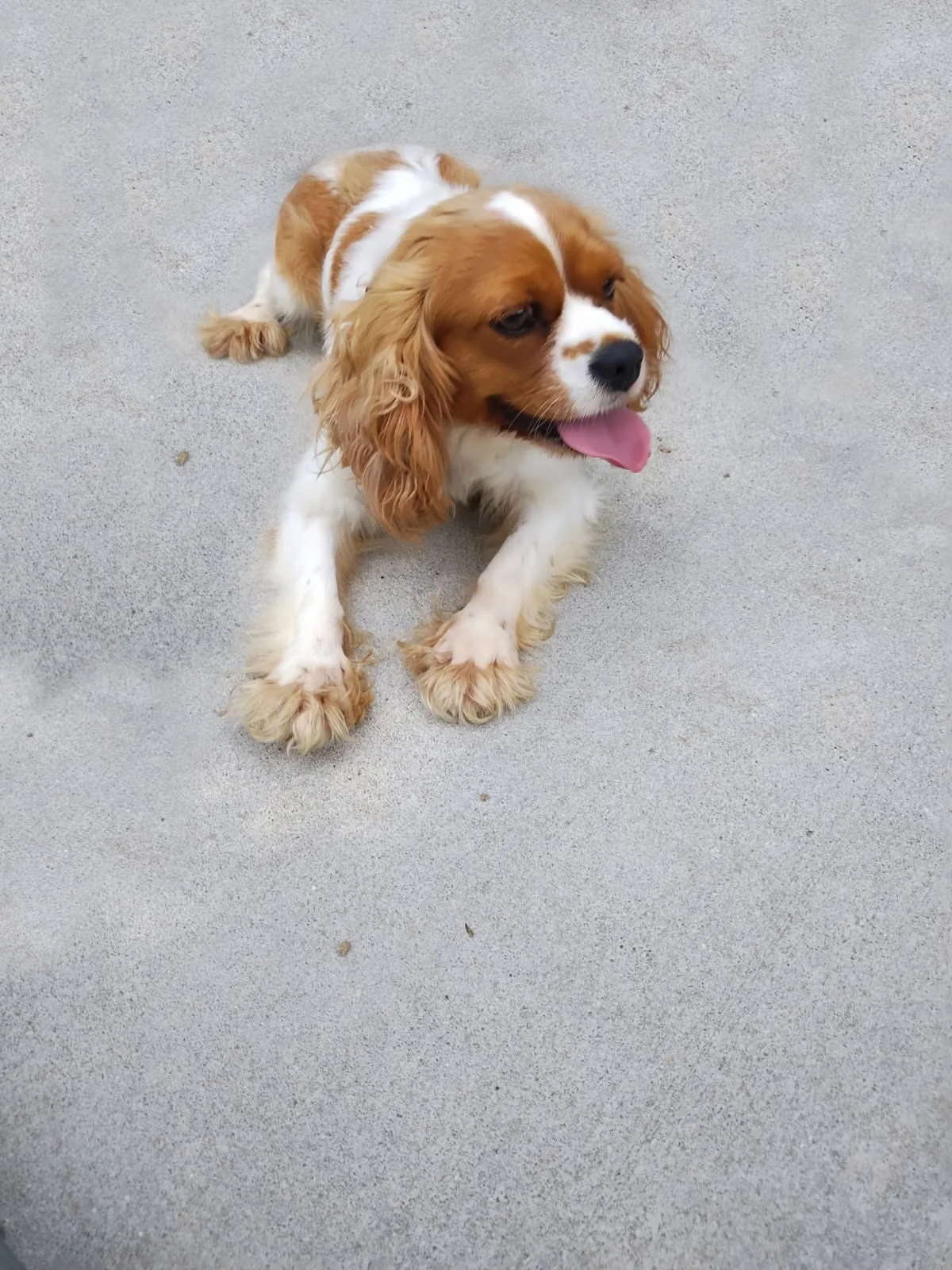 Cedar creek farm dams dog breeder about our breeding program dog breeder in connecticut