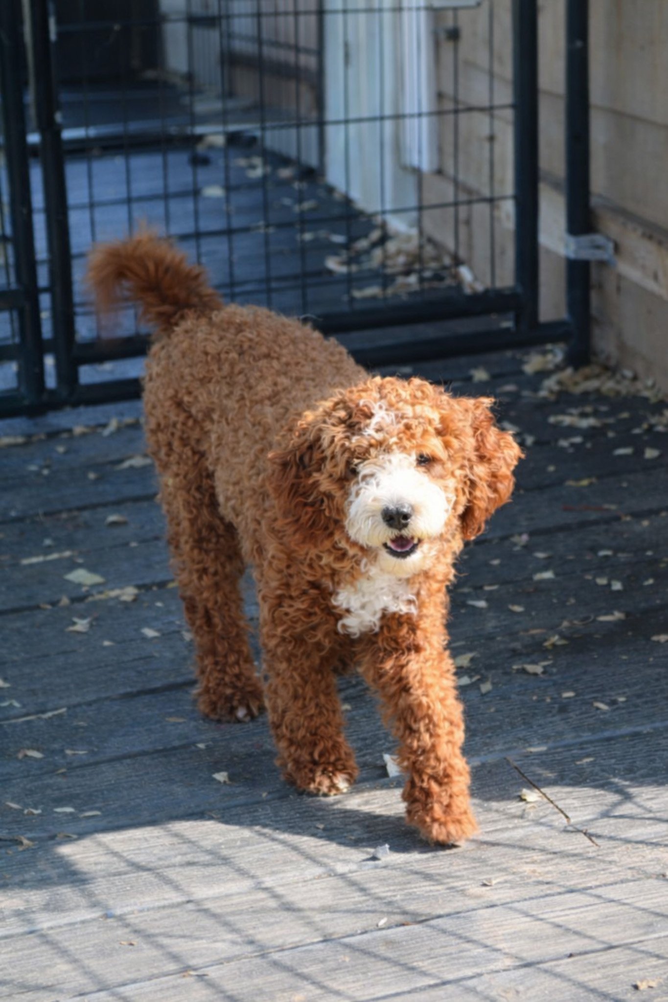 Ace sire dads dog breeding AKC registered miniature poodles cavapoo breeding puppies for adoption