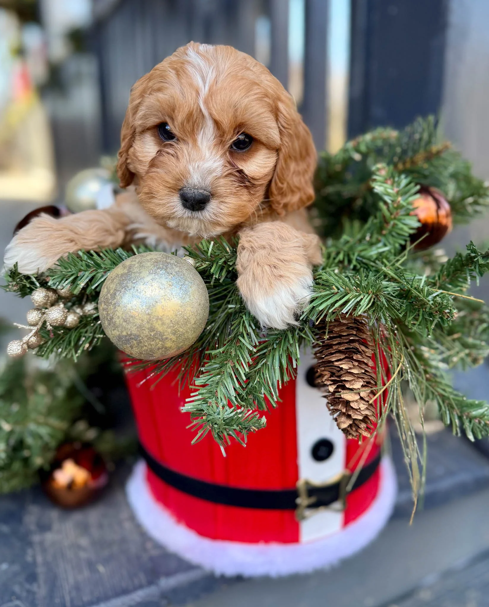 adorable curly-haired cavapoo puppies sitting inside a wheelbarrow with hay, with a wooden wall in the background. cavapoo puppies for sale near me connecitcut dog breeder