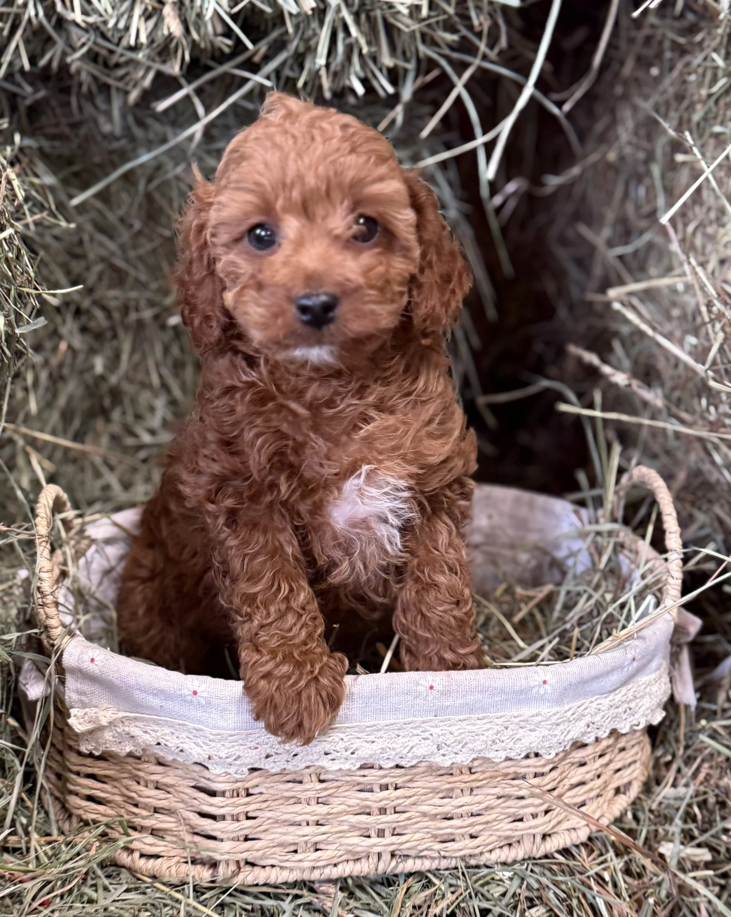 cavapoo puppies for sale dog breeder in connecticut cavapoos near me