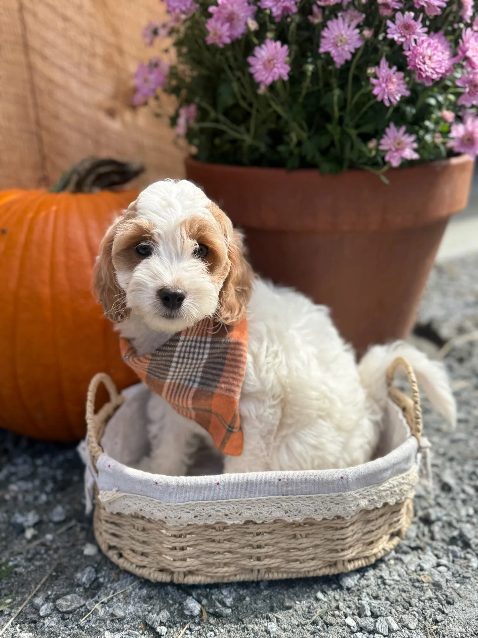 blenheim colored cavapoo puppies for sale cedar creek farm ct