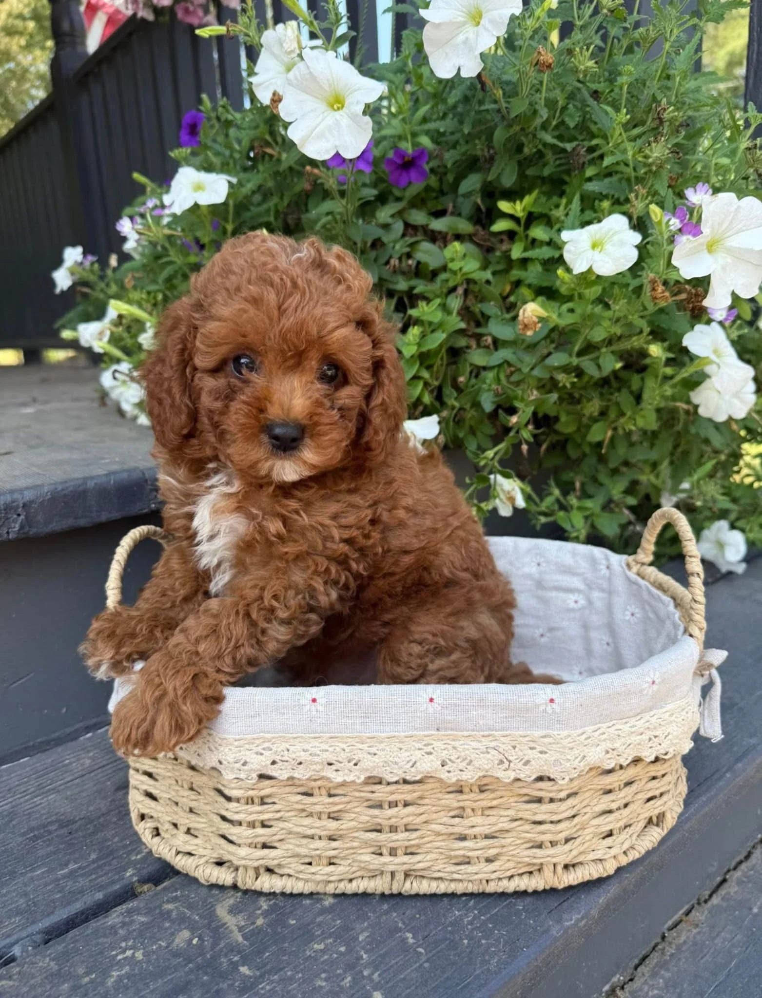 A small brown curly-haired cavapoo puppy sitting in a wicker basket with a white cloth lining, outdoors with white and purple flowers in the background.