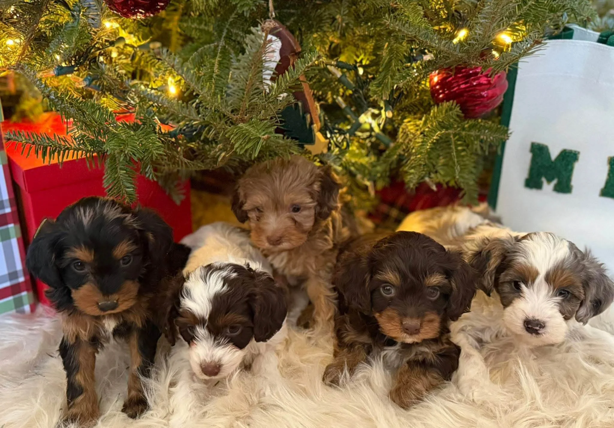 Five adorable cavapoo puppies under a decorated Christmas tree with presents around, resting on a white furry rug at cedar creek farm connecticut dog breeder puppies for sale near me 