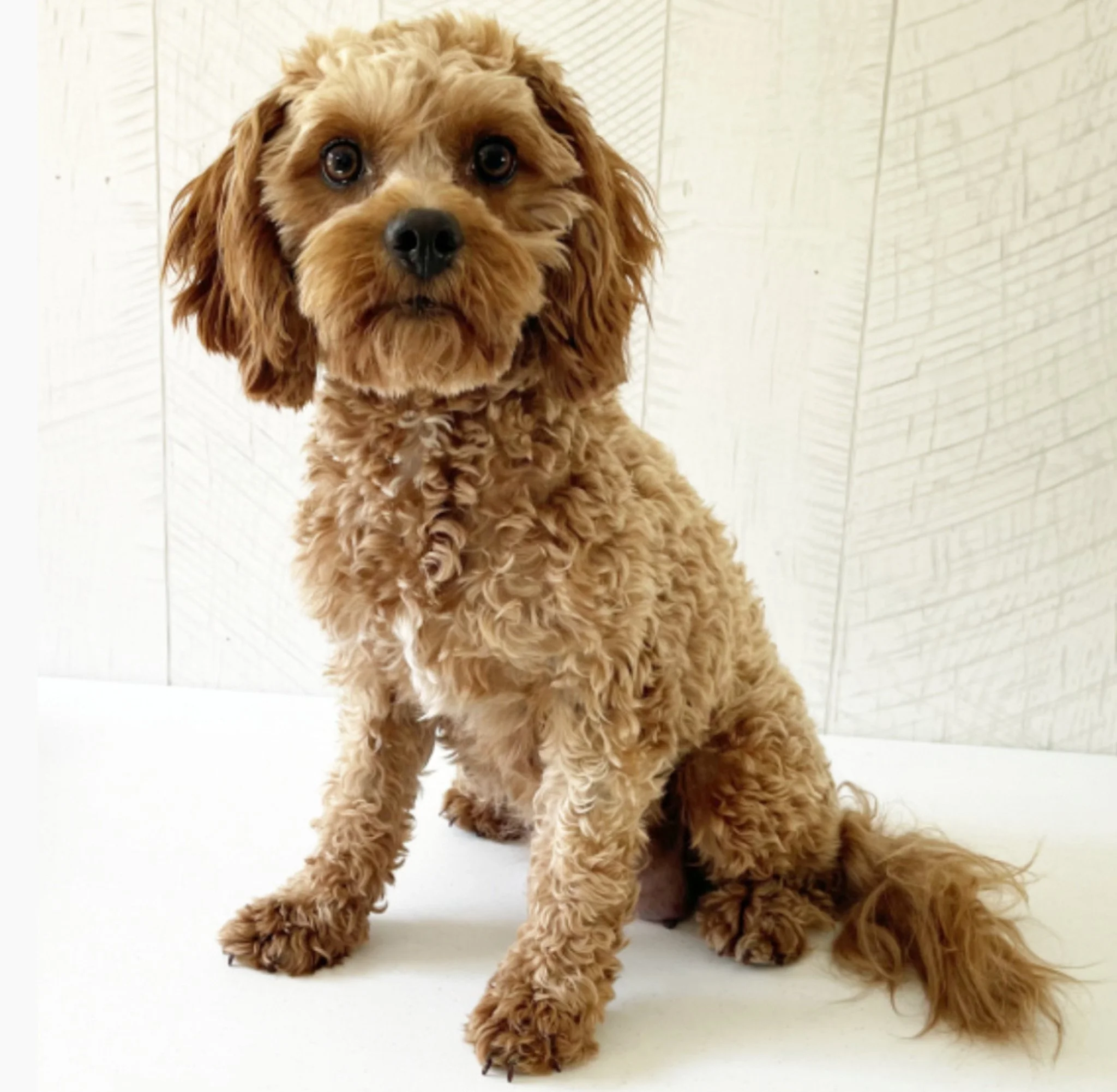 A cute, curly-haired, light brown dog sitting on a white surface in front of a white wooden wall cavapoo dog breeder