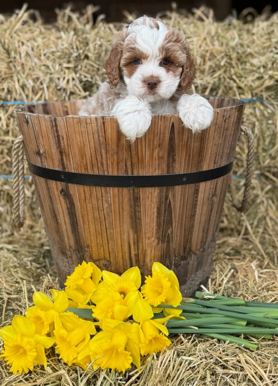 chocolate colored cavapoo puppies for sale cedar creek farm ct