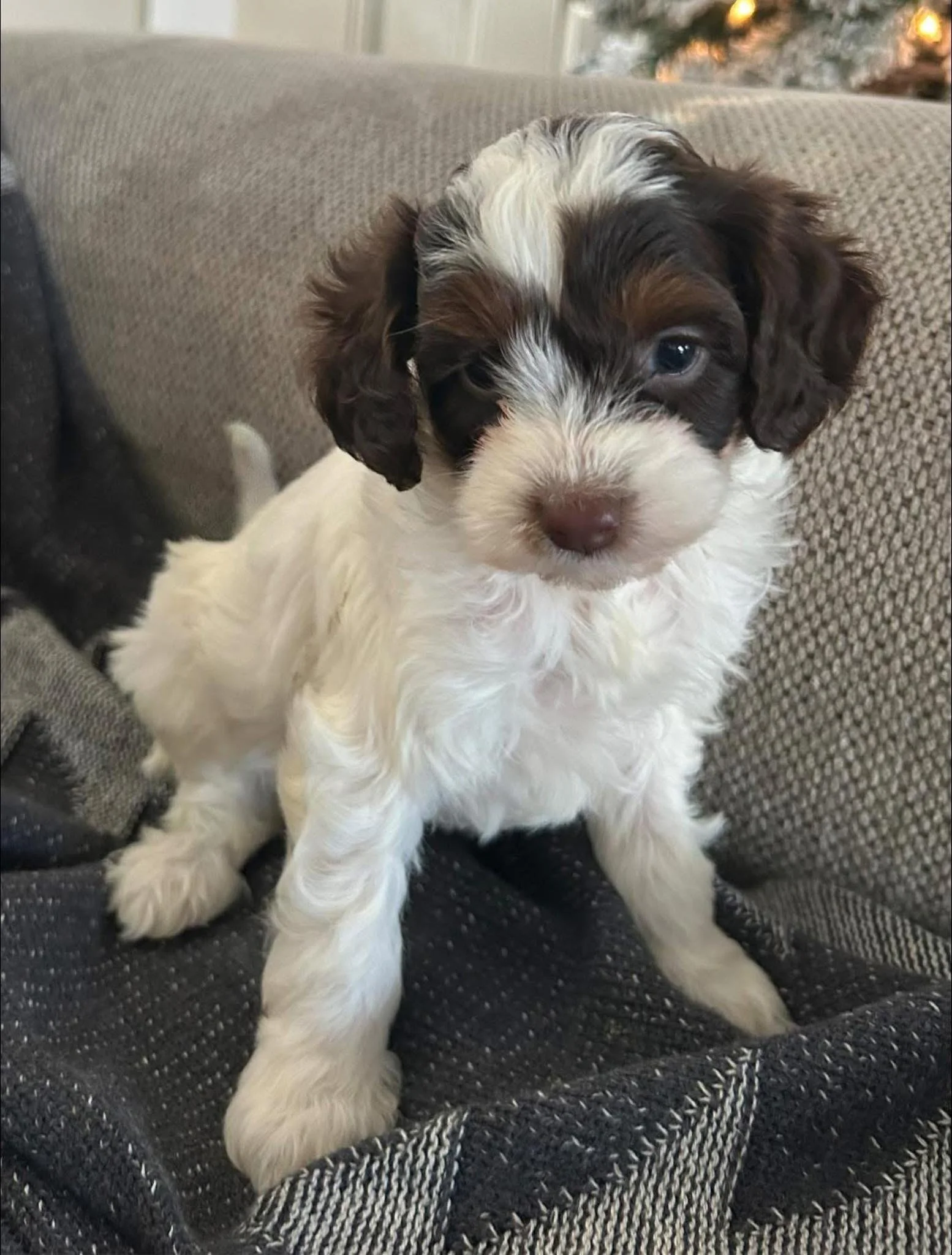A cute cavapoo puppy with white and brown curly fur sitting on a dark fabric and resting against a beige cushion.