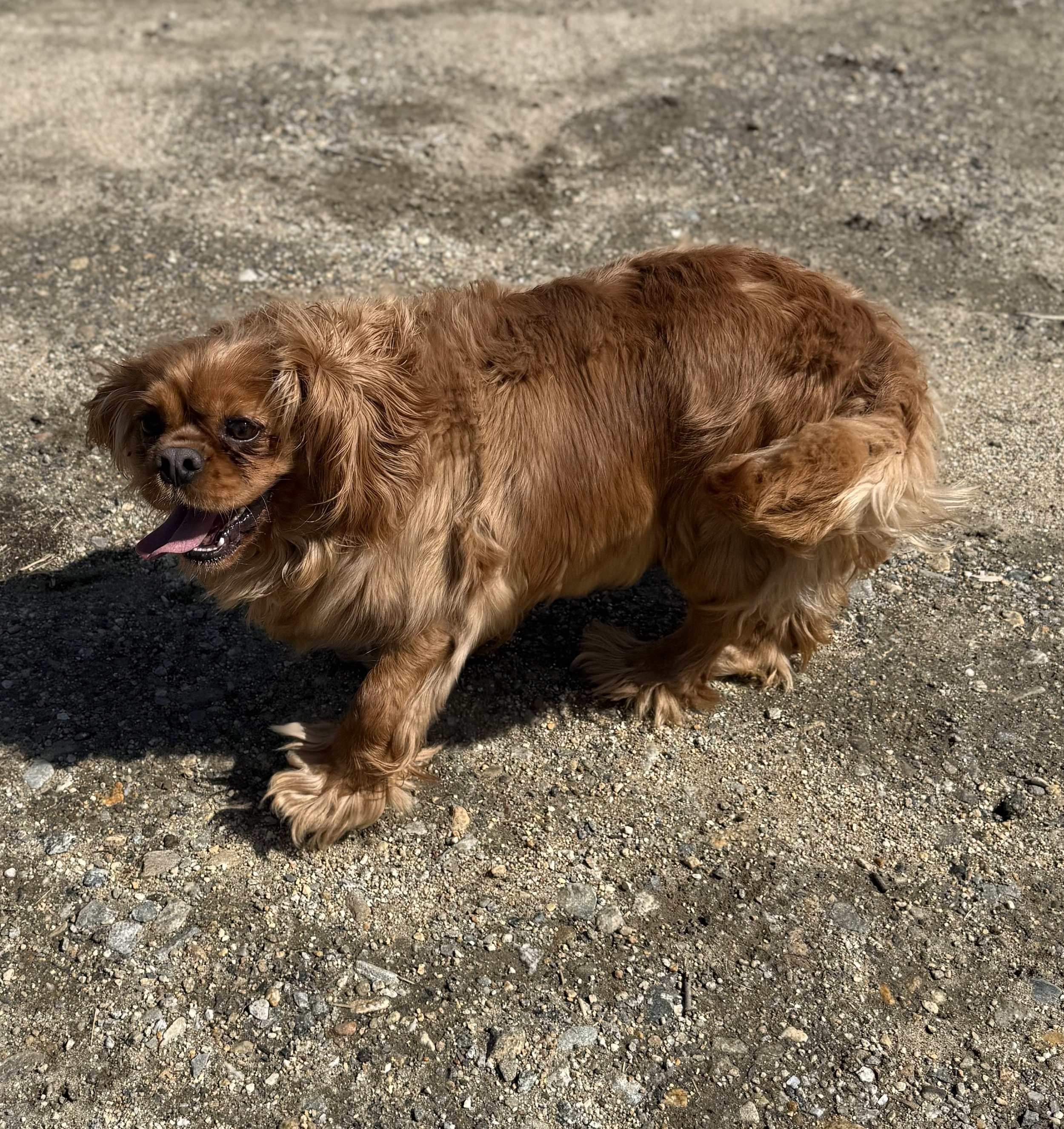 cedar creek cavapoos cavapoo puppies for sale Connecticut dams mothers