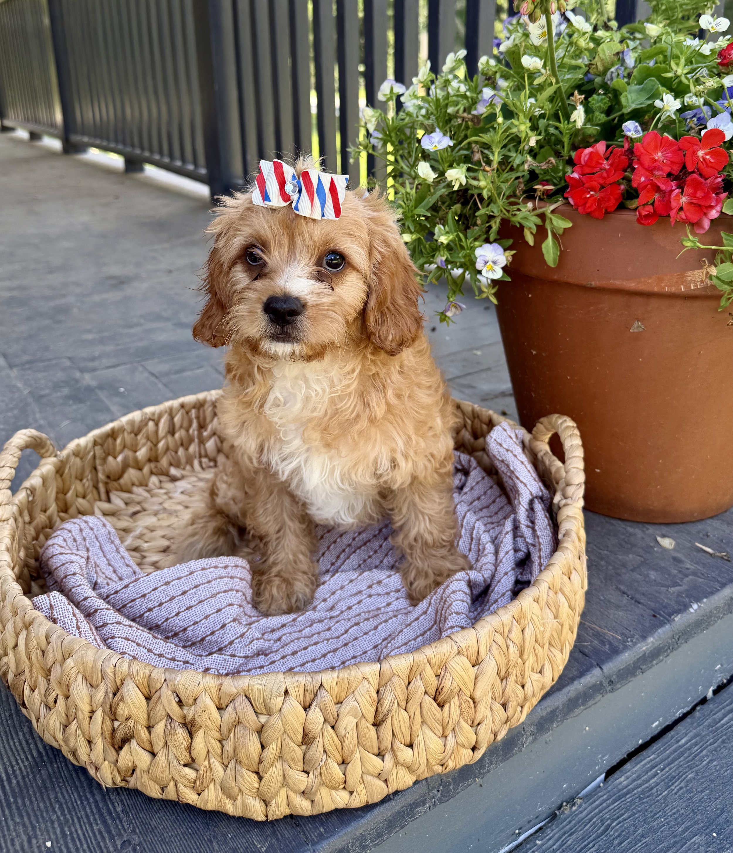 adorable curly-haired cavapoo puppies sitting inside a wheelbarrow with hay, with a wooden wall in the background. cavapoo puppies for sale near me connecitcut dog breeder