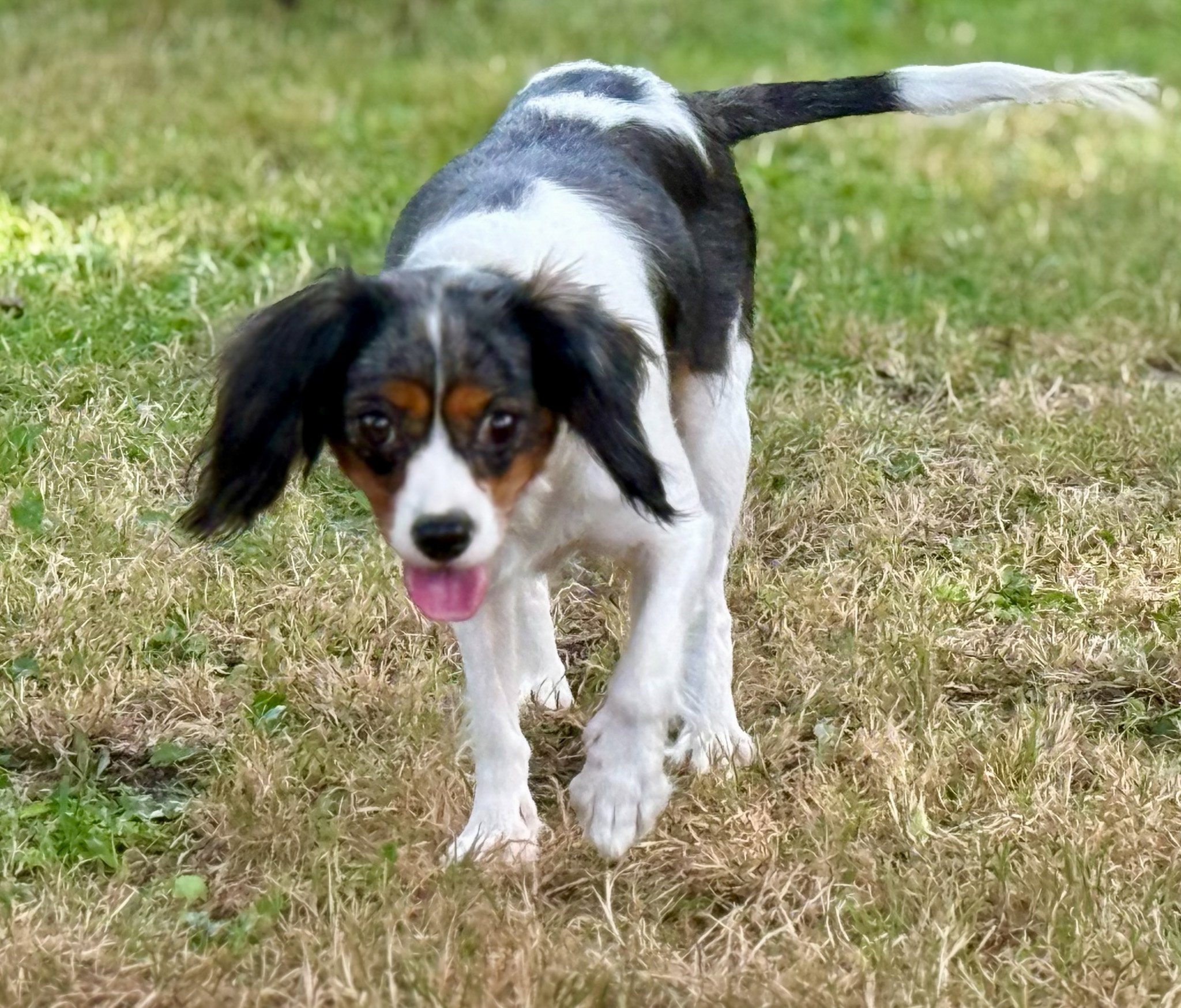A playful black, white, and brown puppy with long ears, running on grass with pink tongue out cavapoo dog breeder king charles cavalier