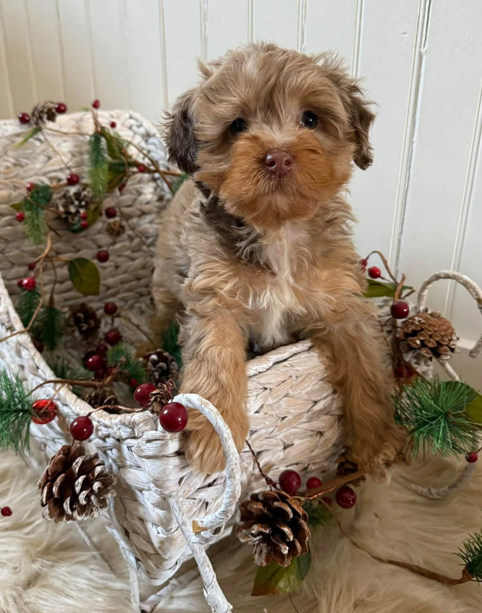 A cute puppy sitting in a decorated white wicker basket with pinecones, holly, and red berries, placed on a fluffy white rug in front of a white paneled wall cavapoo puppies connecticut