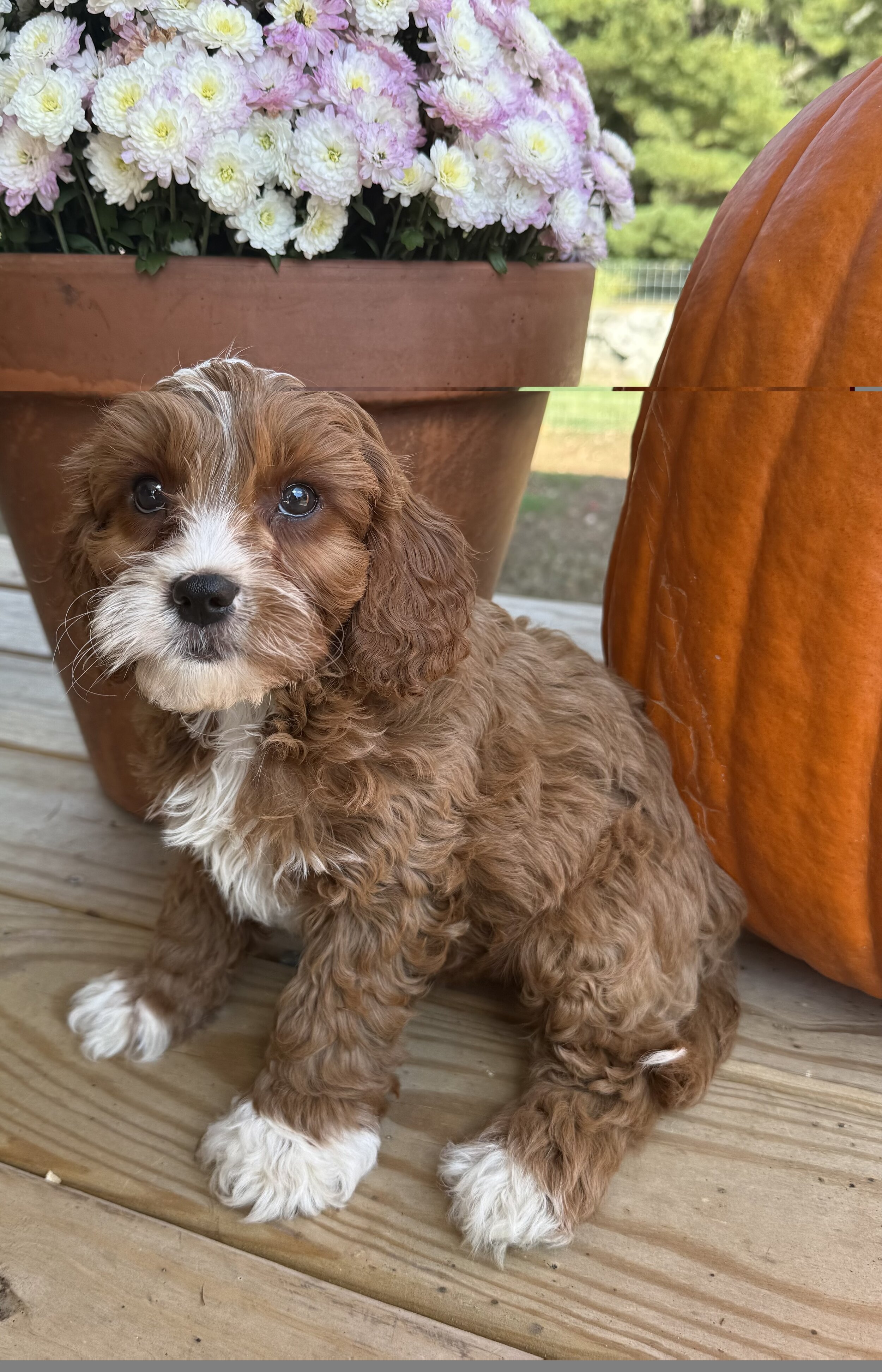 cavapoo puppies for sale dog breeder near me connecticut cedar creek farm