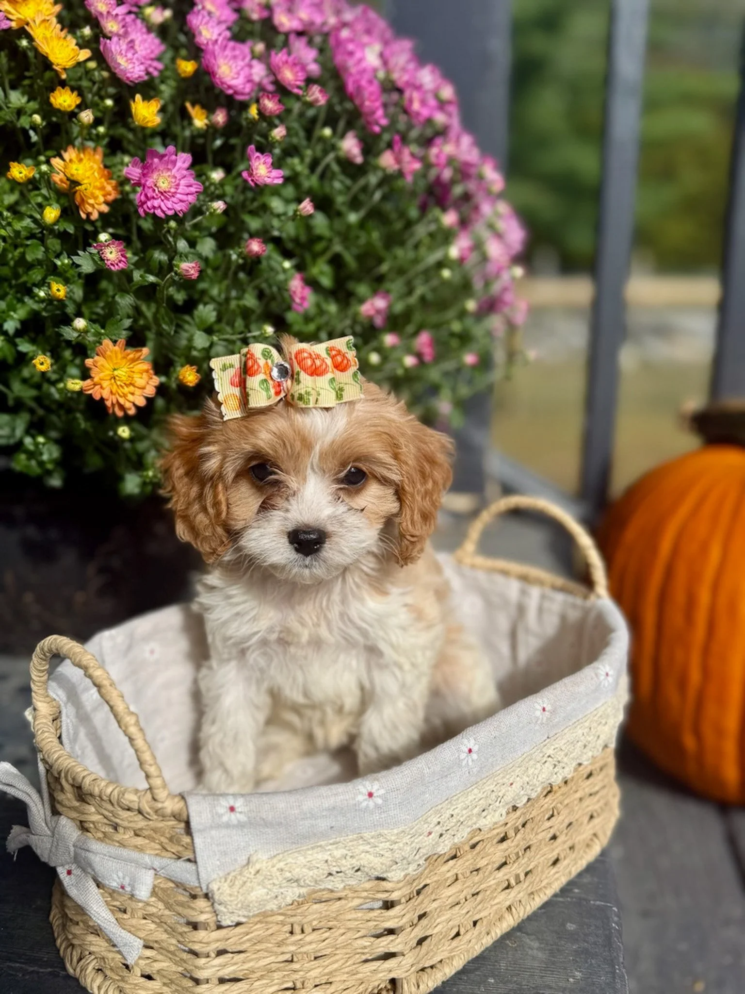 blenheim colored cavapoo puppies for sale cedar creek farm ct