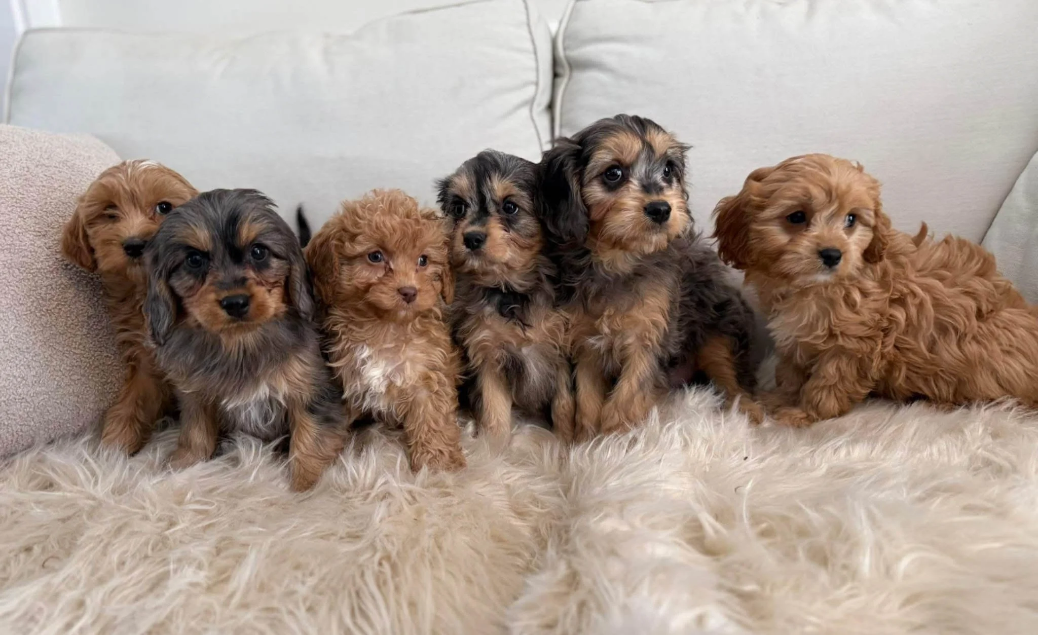 Six adorable puppies with curly and wavy fur sitting on a fluffy, cream-colored rug on a light-colored sofa cavapoo puppies connecticut