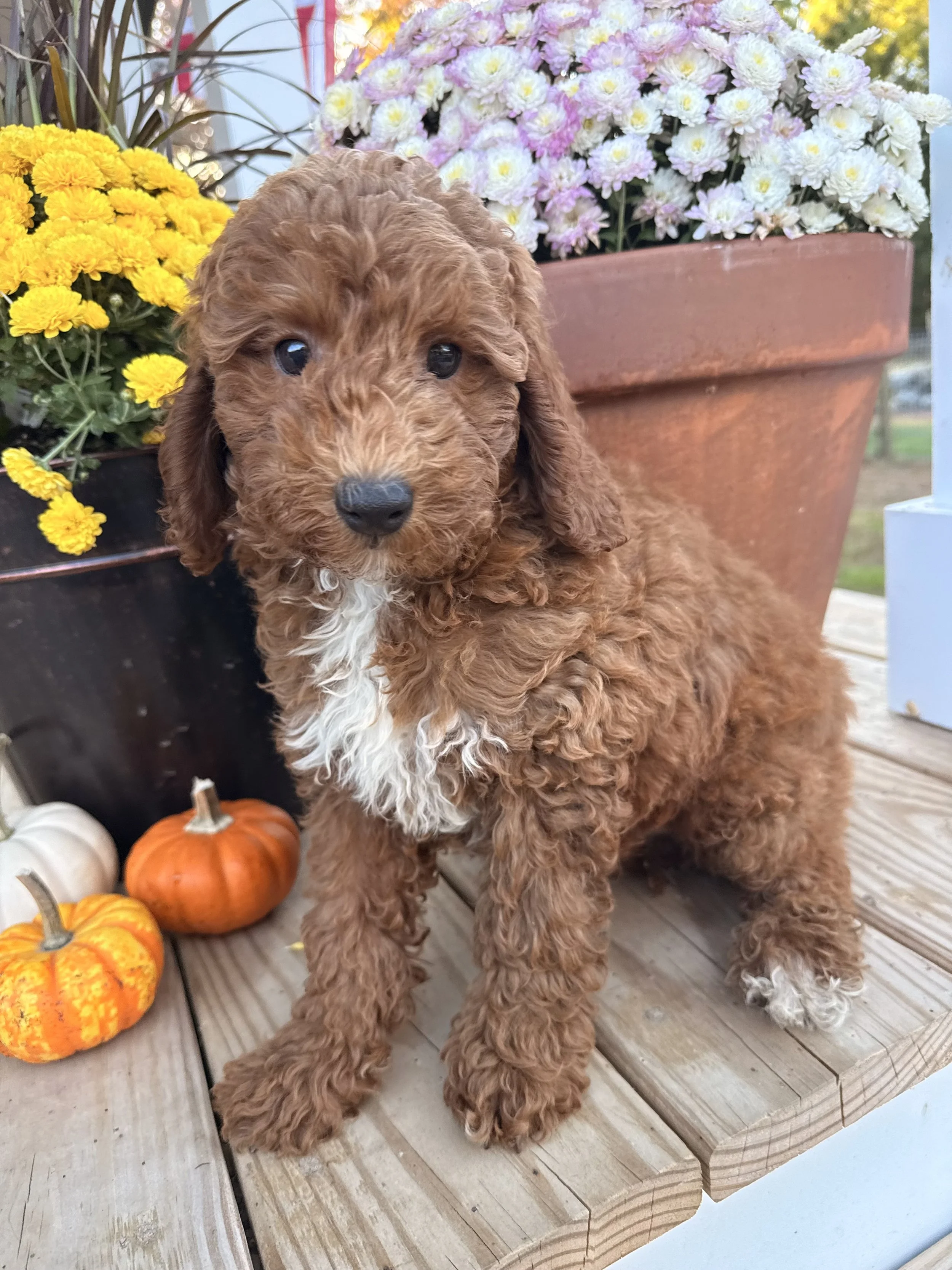cavapoo puppies for sale dog breeder in connecticut 