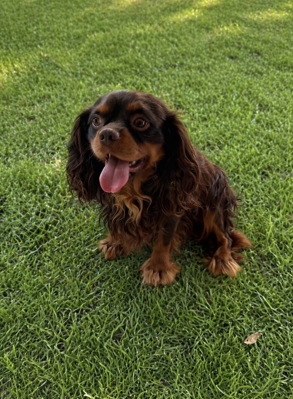 Cedar creek farm dams dog breeder about our breeding program dog breeder in connecticut