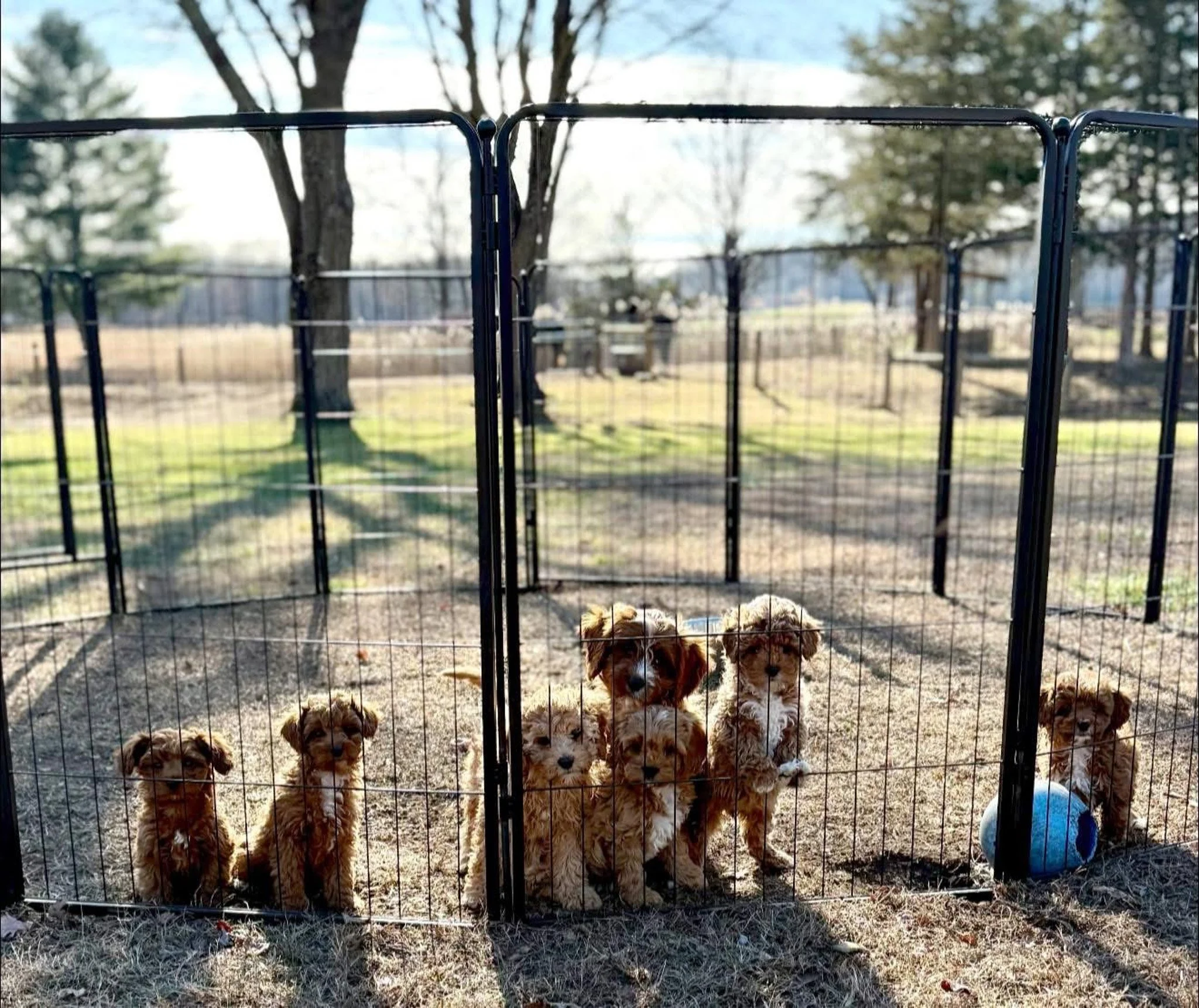 Six cavapoo puppies inside a fenced outdoor area, with a blue ball near one puppy dog breeder near me cavapoos for sale puppies in connecticut