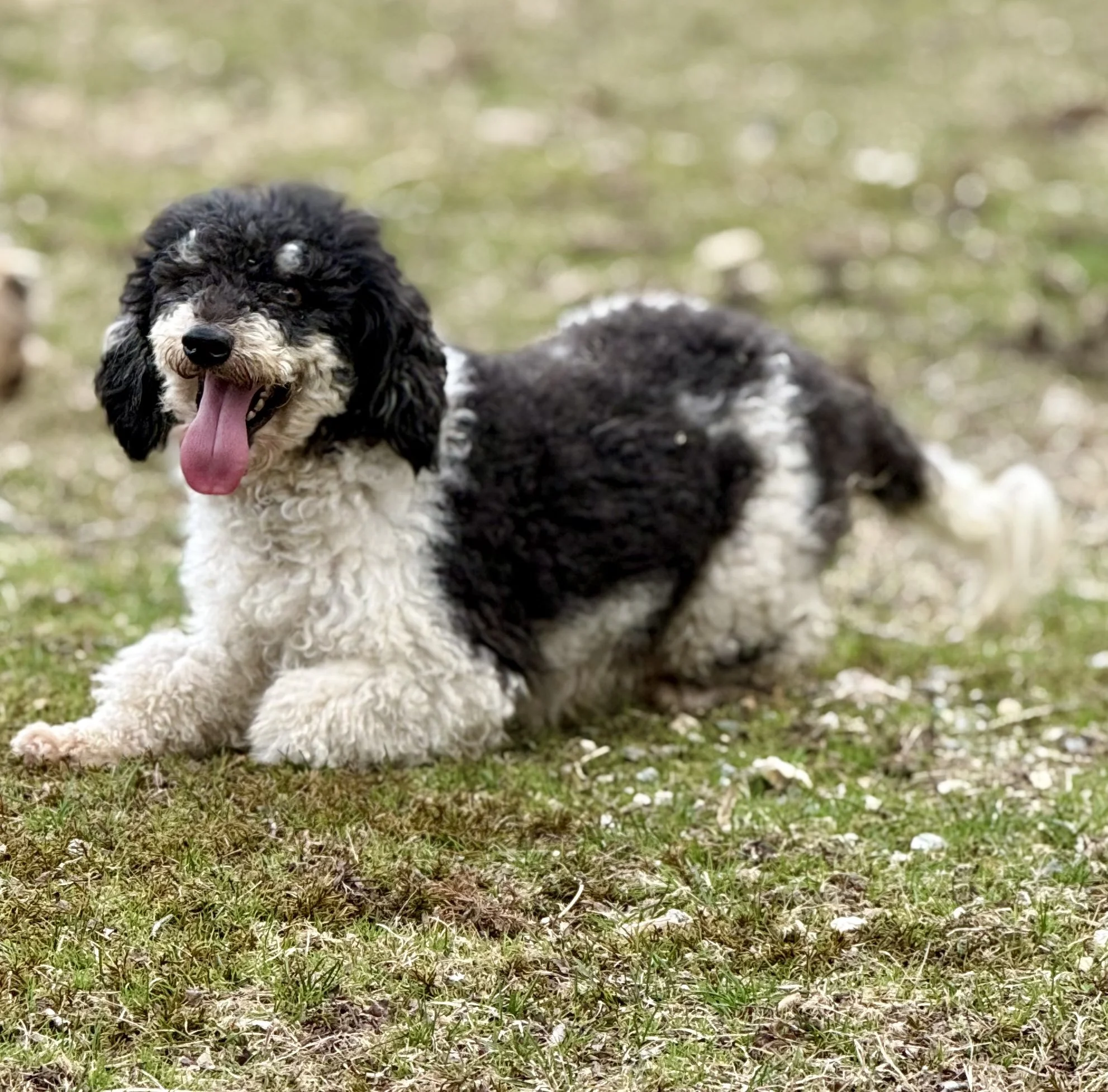 dams cedar creek cavapoos moms of our puppies for sale