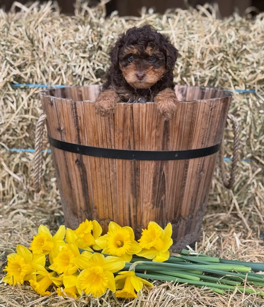 chocolate colored cavapoo puppies for sale cedar creek farm ct