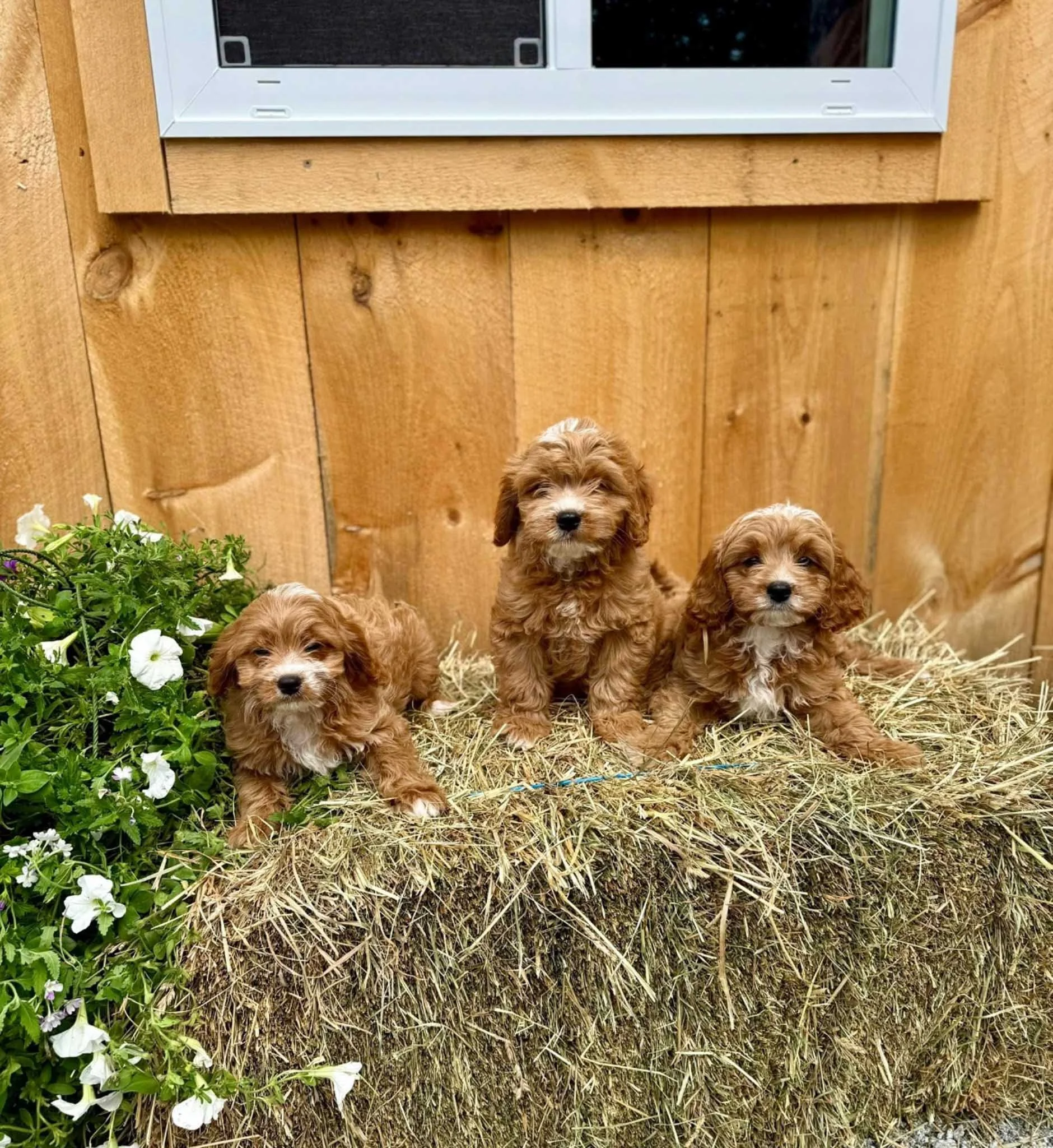 Three small golden cavapoo puppies sitting on a hay bale inside a wooden enclosure, with a flowerpot with white flowers on the left and a wooden wall behind at cedar creek farm connecticut dog breeder puppies for sale near me 