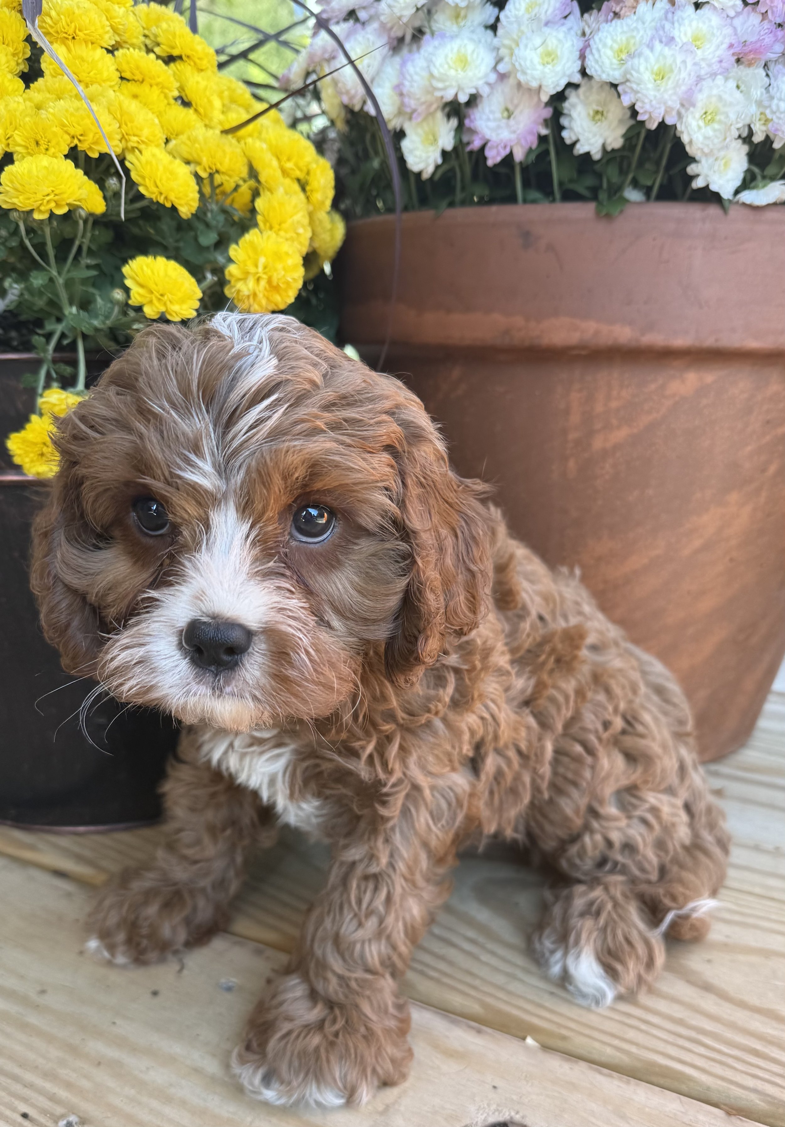 Cavapoo puppies for sale puppies near me dog breeder in connecticut adoption