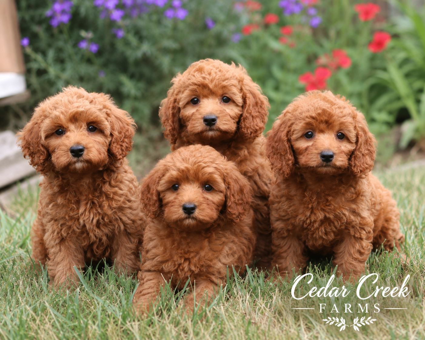 cedar creek farms cavapoo puppies connecticut dog breeders near me
