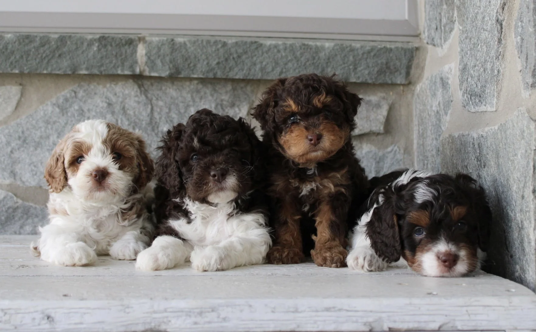cedar creek farm cavapoo puppies for sale bozrah ct