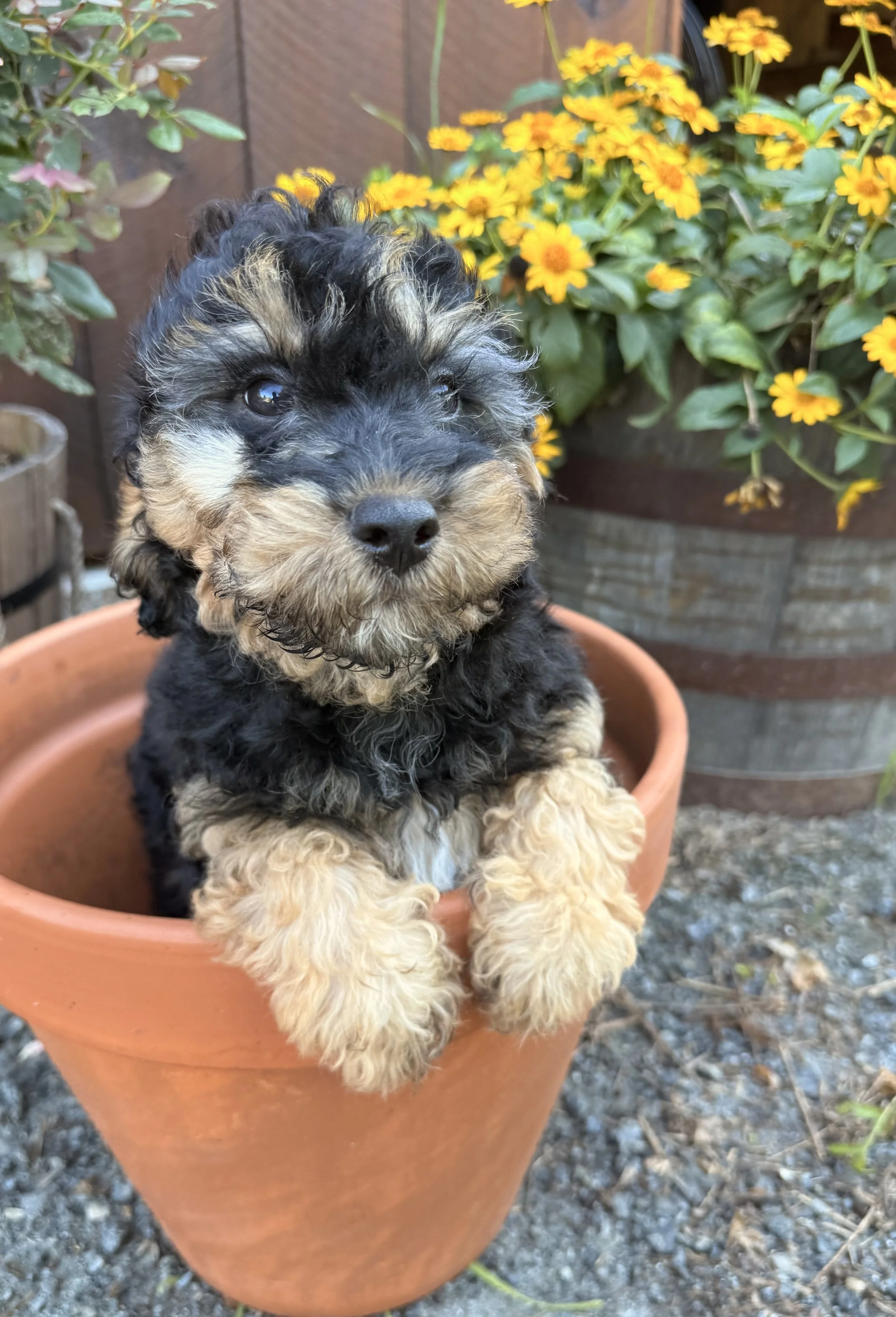 cavapoo for sale puppies for sale near me dog breeder connecticut