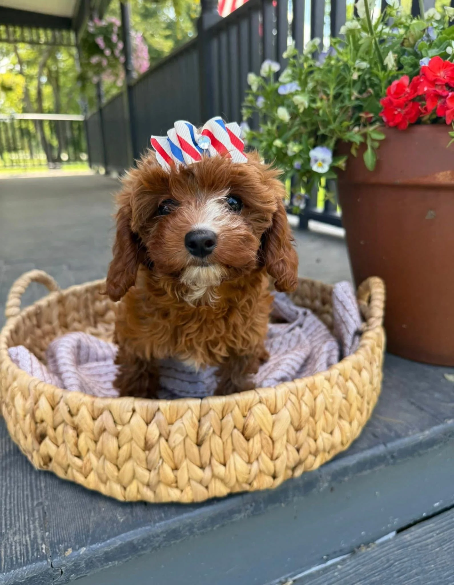 A small red puppy with curly fur and a white marking on its nose, sitting in a basket with a pink blanket, wearing a patriotic bow with red, white, and blue stripes and a small pearl in the center, cavapoo puppies connecticut