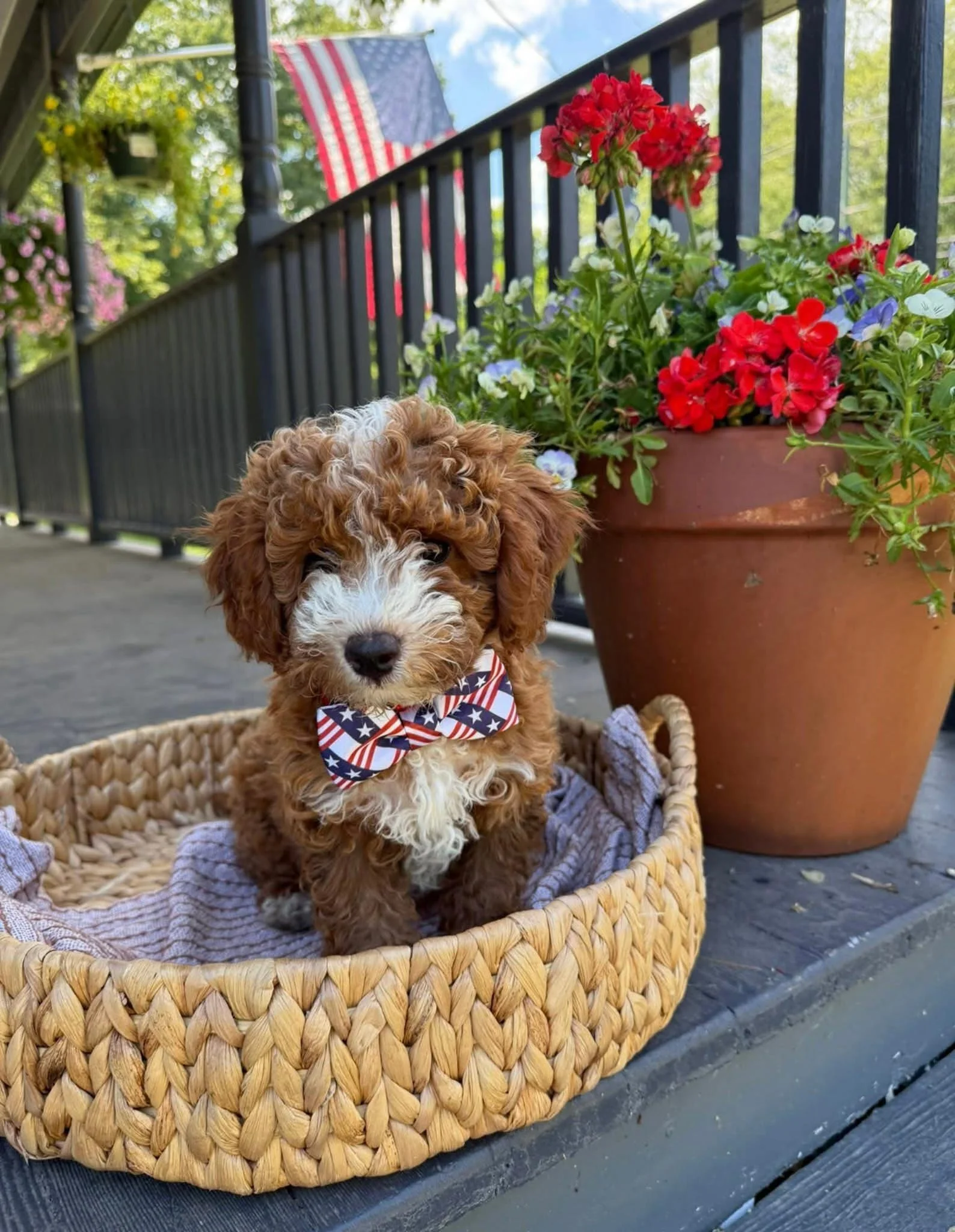 A small curly-haired brown and white puppy with a patriotic bow tie sitting in a woven basket on a porch next to a large flowerpot with red, white, and blue flowers, American flag in the background, and a black metal railing cavapoo puppies connectic