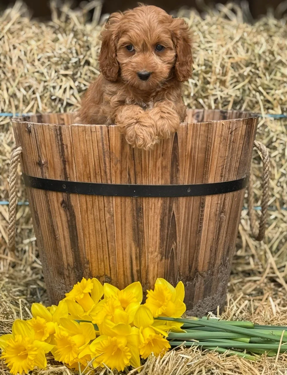 apricot colored cavapoo puppies for sale cedar creek farm ct