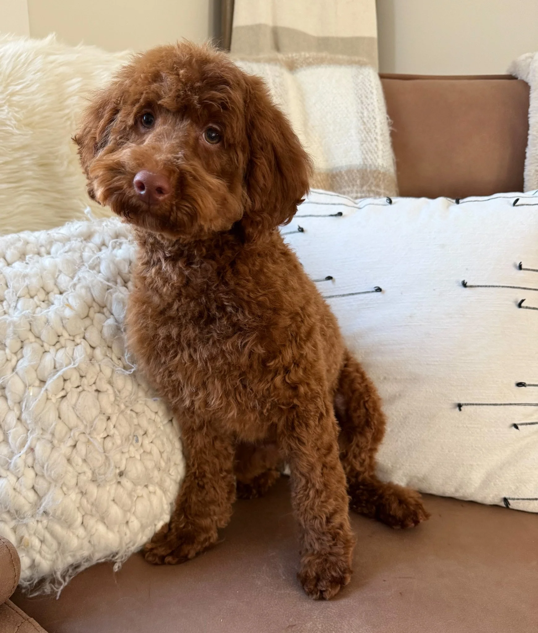 A cute brown curly-haired puppy sitting on a beige sofa with pillows in the background cavapoo dog breeder