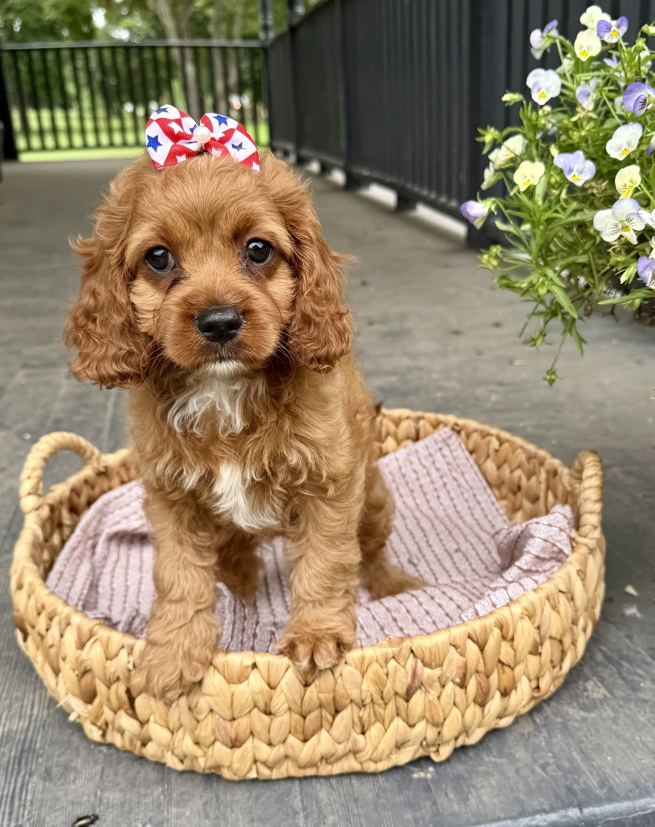 adorable curly-haired cavapoo puppies sitting inside a wheelbarrow with hay, with a wooden wall in the background. cavapoo puppies for sale near me connecitcut dog breeder