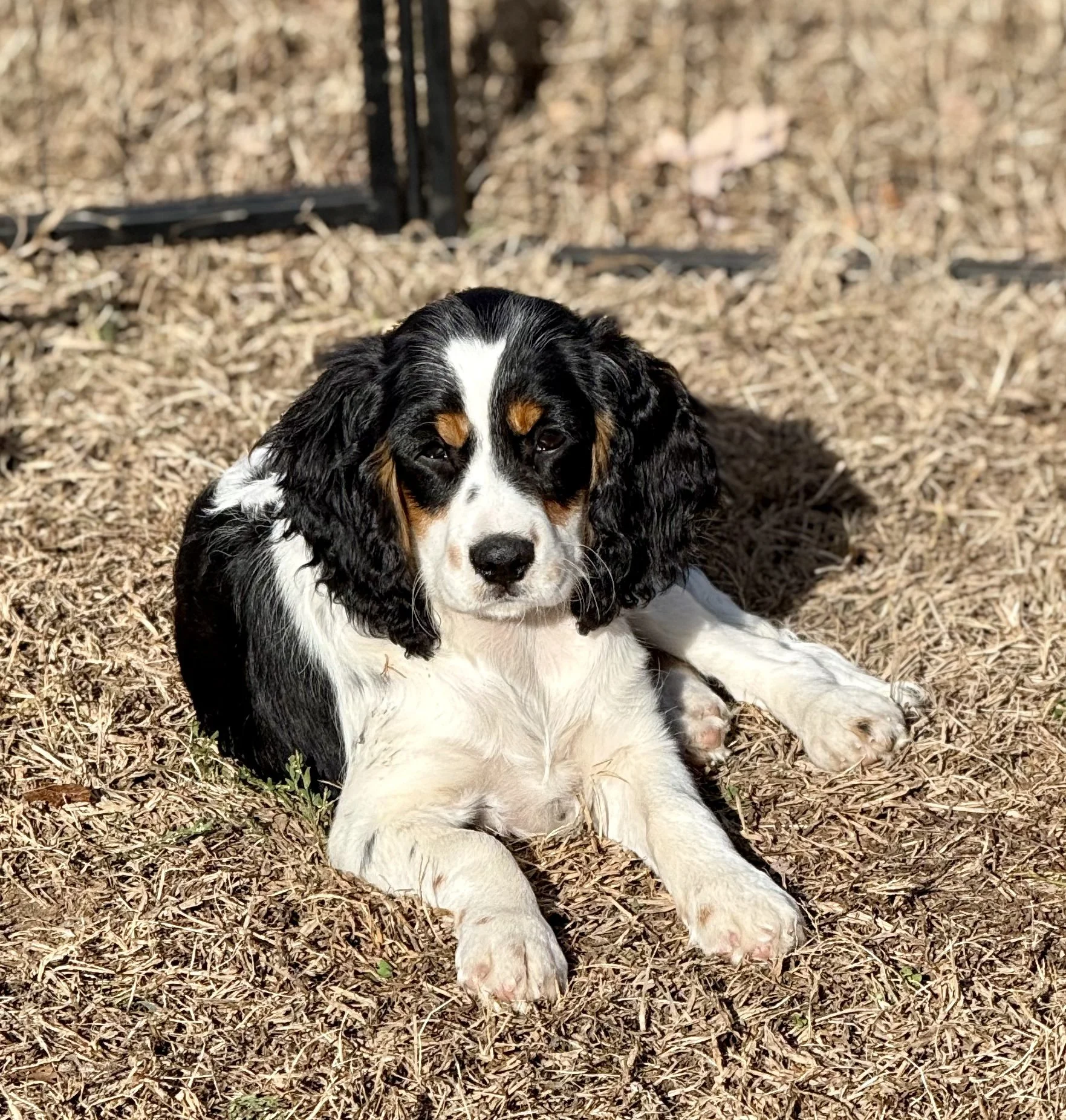 maize dams moms King Charles spaniel dog breeding Cavapoo puppies