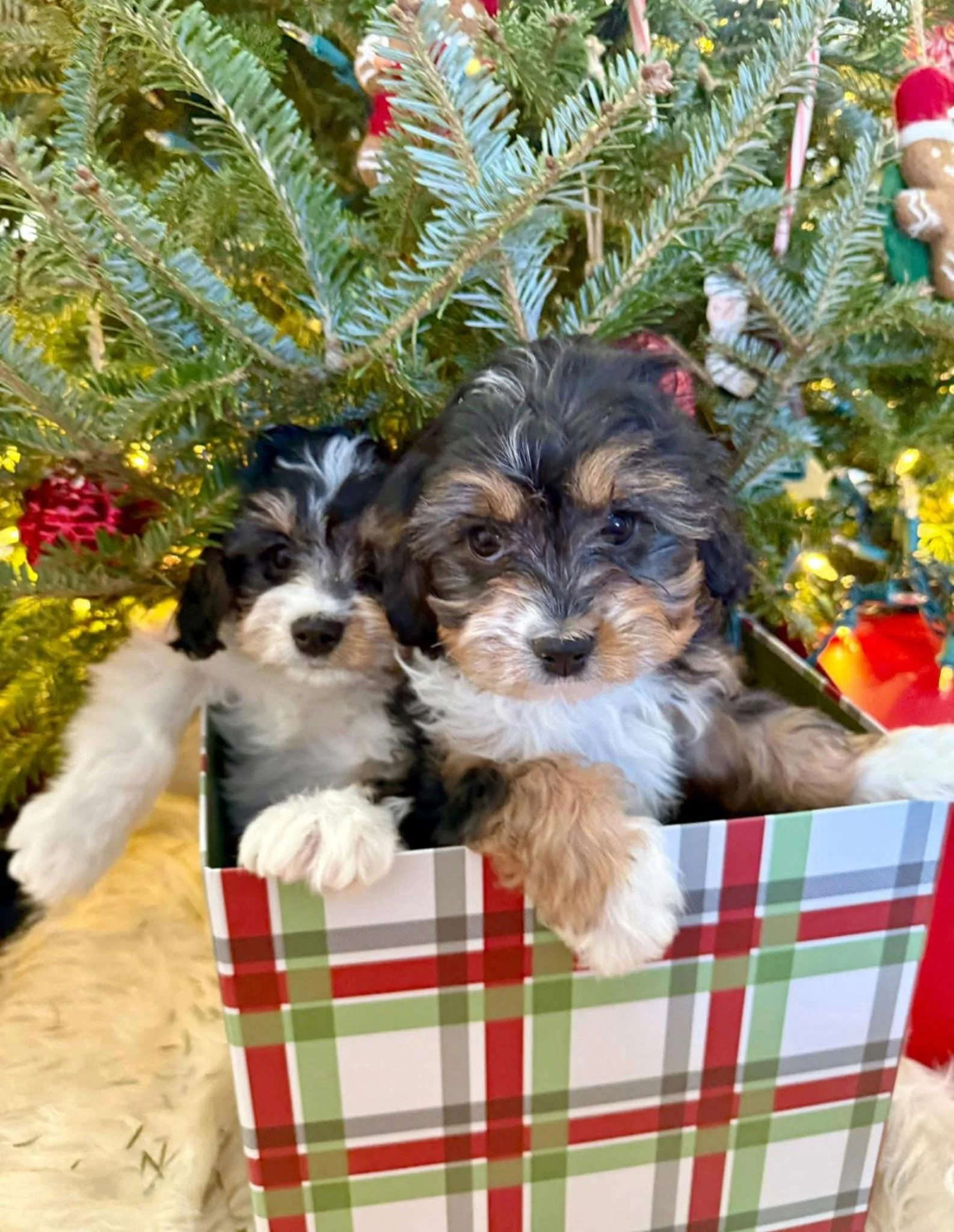 Two adorable cavapoo puppies sitting inside a Christmas gift box under a decorated Christmas tree.