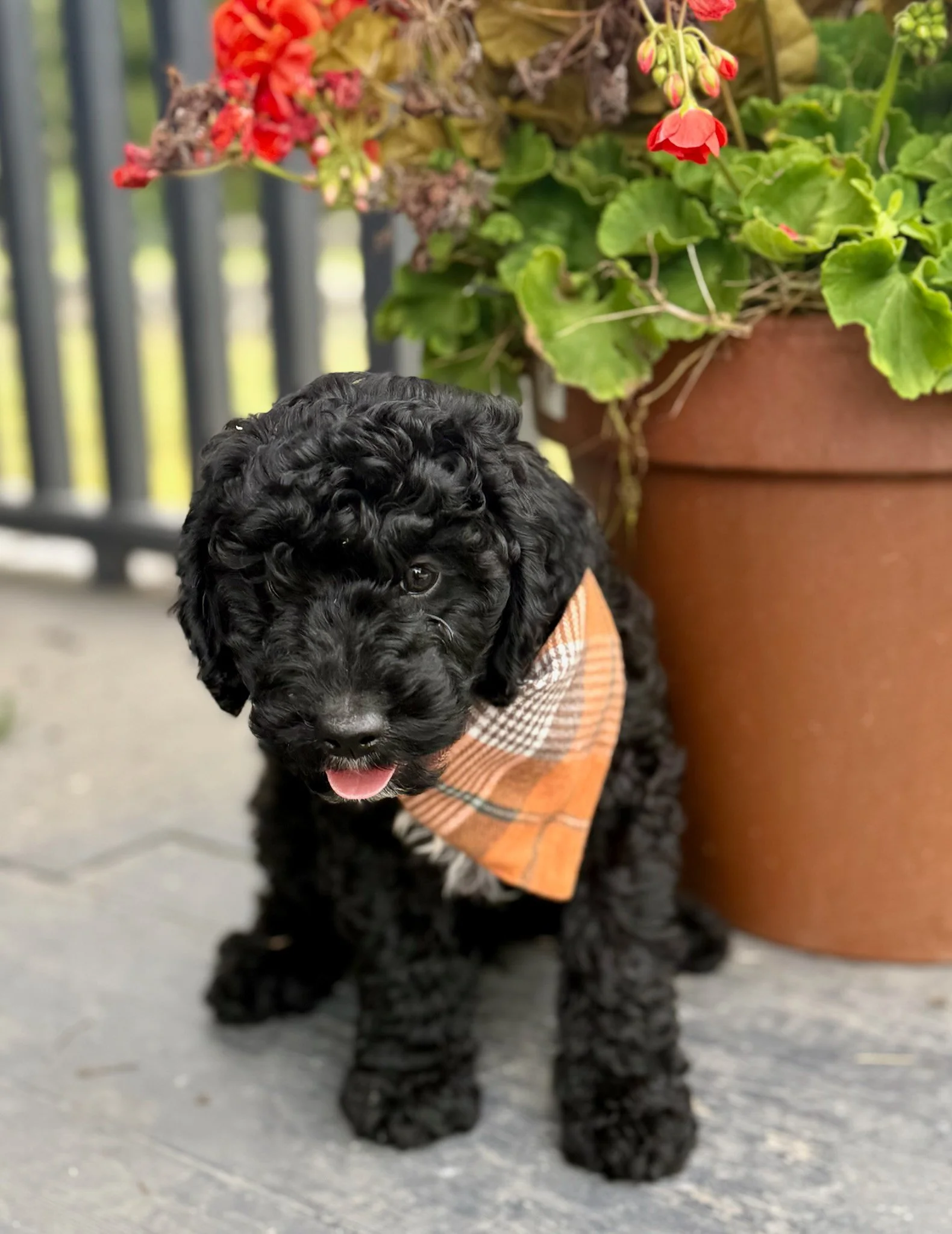 black colored cavapoo puppies for sale cedar creek farm ct