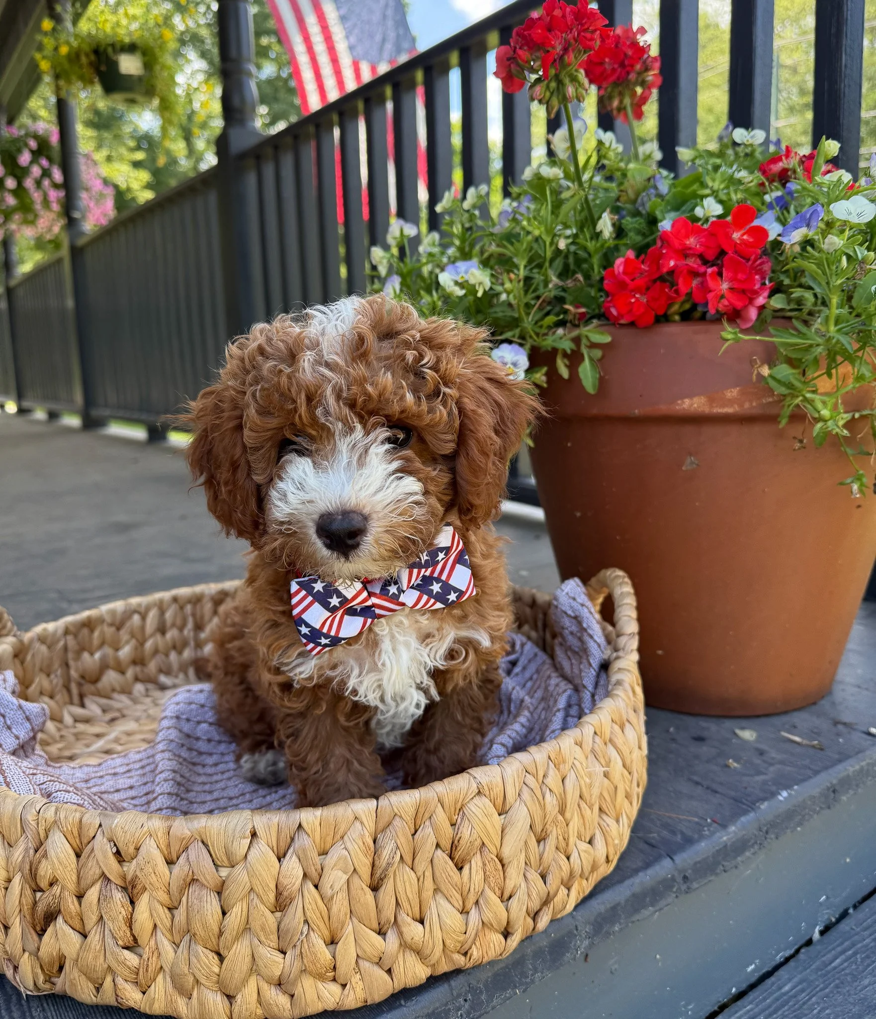 red and white colored cavapoo puppies for sale cedar creek farm ct