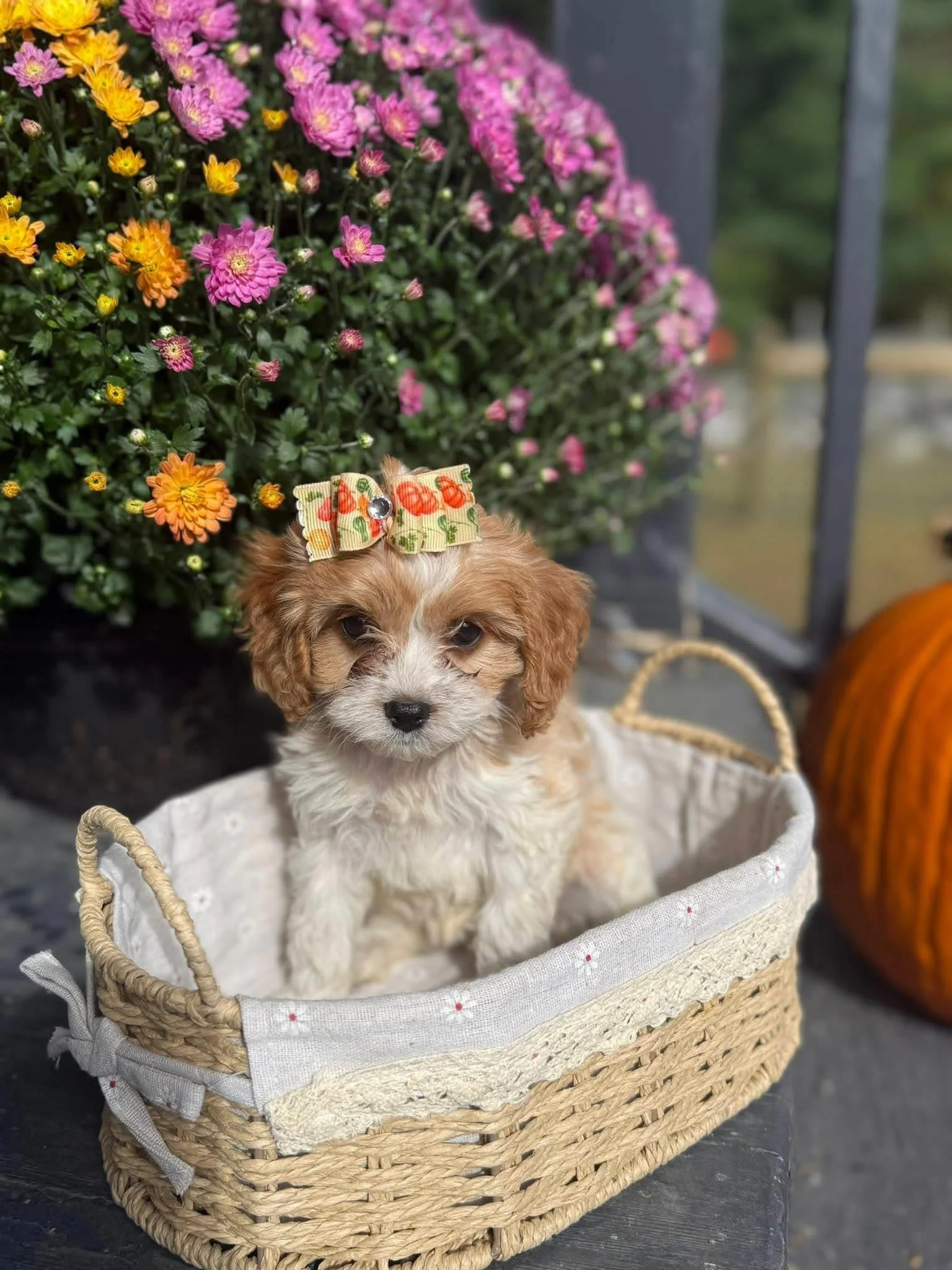 A small cavapoo puppy with a floral bow on its head sitting inside a woven basket, with pink and orange chrysanthemums and a pumpkin in the background.