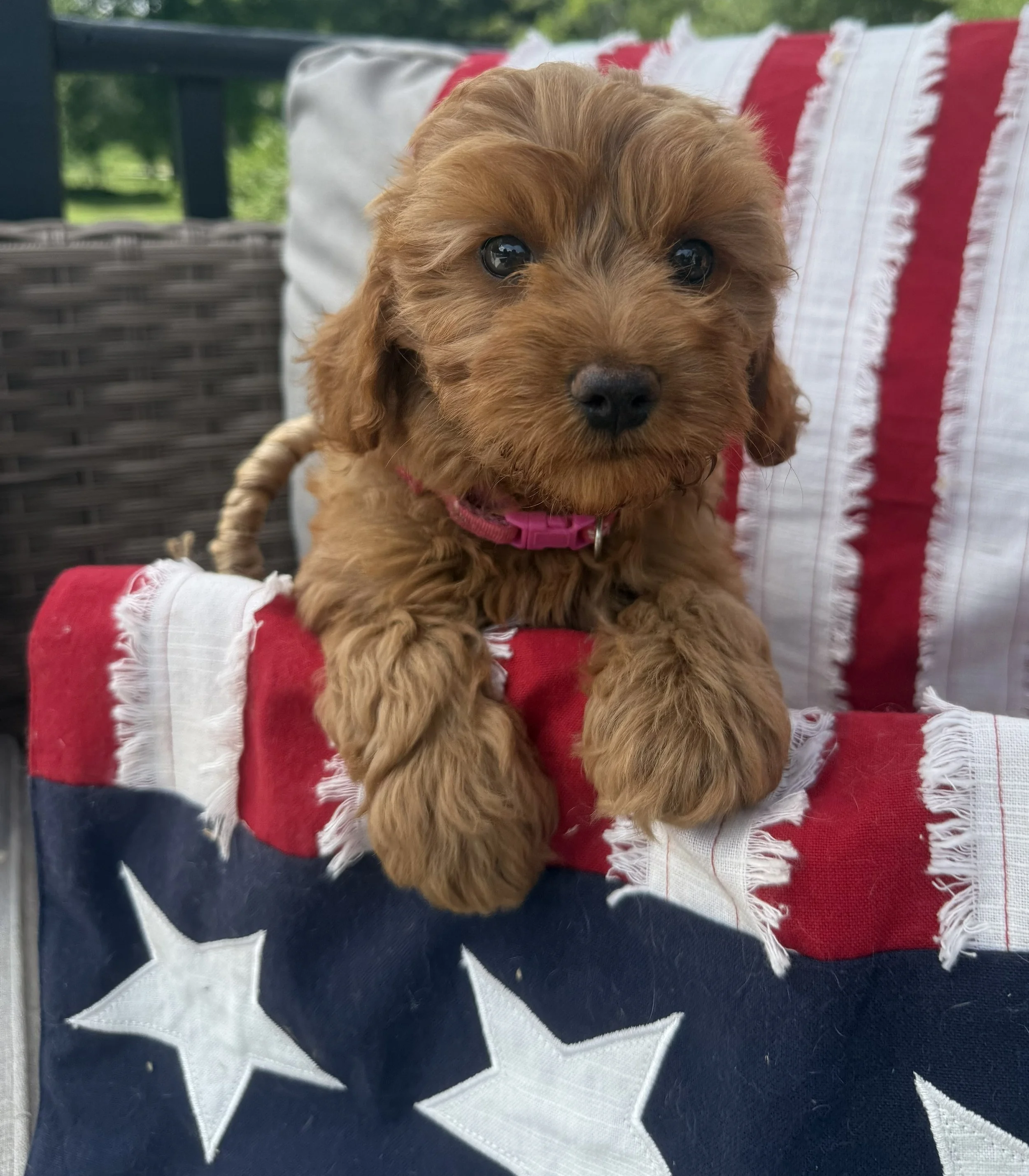 Cavapoo puppies for sale puppies near me dog breeder in connecticut adoption