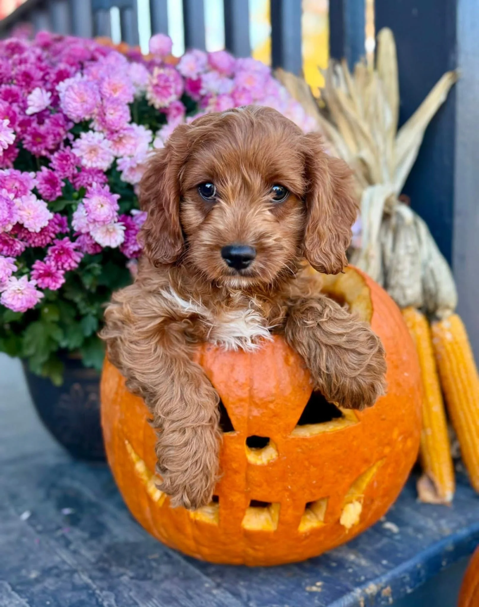 Cute brown cavapoo puppy sitting inside a carved orange pumpkin with flowers and gourds in the background.