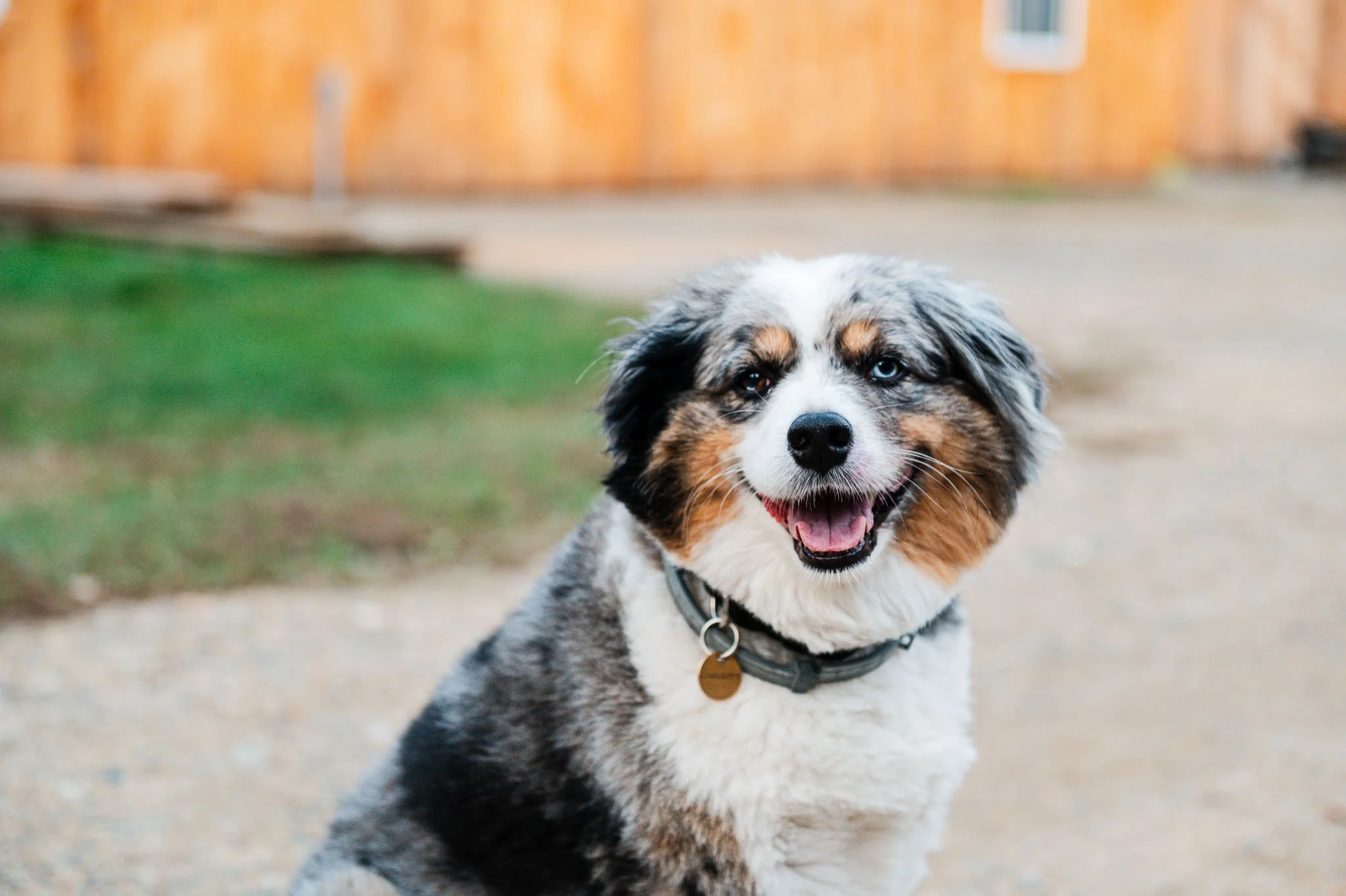 A happy Australian Shepherd, Covey, with blue and brown eyes, sitting outdoors with a blurred background of grass, gravel, and a wooden building at cedar creek farm connecticut dog breeder puppies for sale near me 