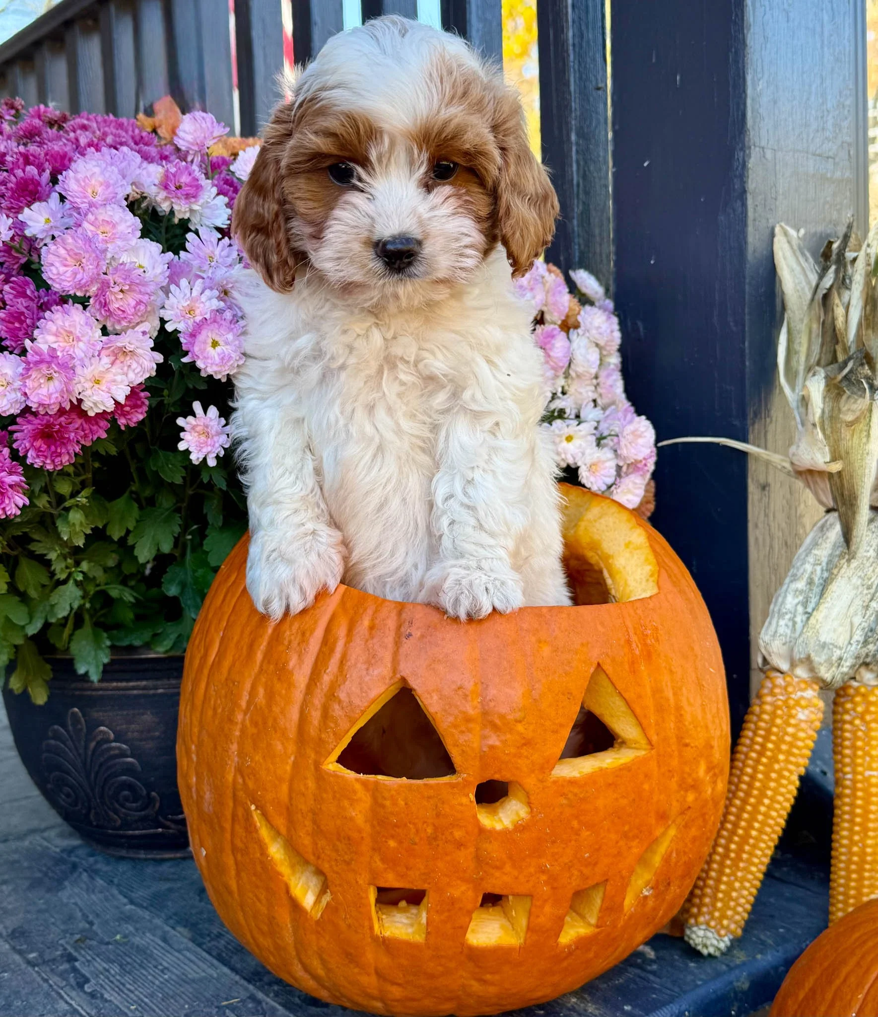 adorable curly-haired cavapoo puppies sitting inside a wheelbarrow with hay, with a wooden wall in the background. cavapoo puppies for sale near me connecitcut dog breeder