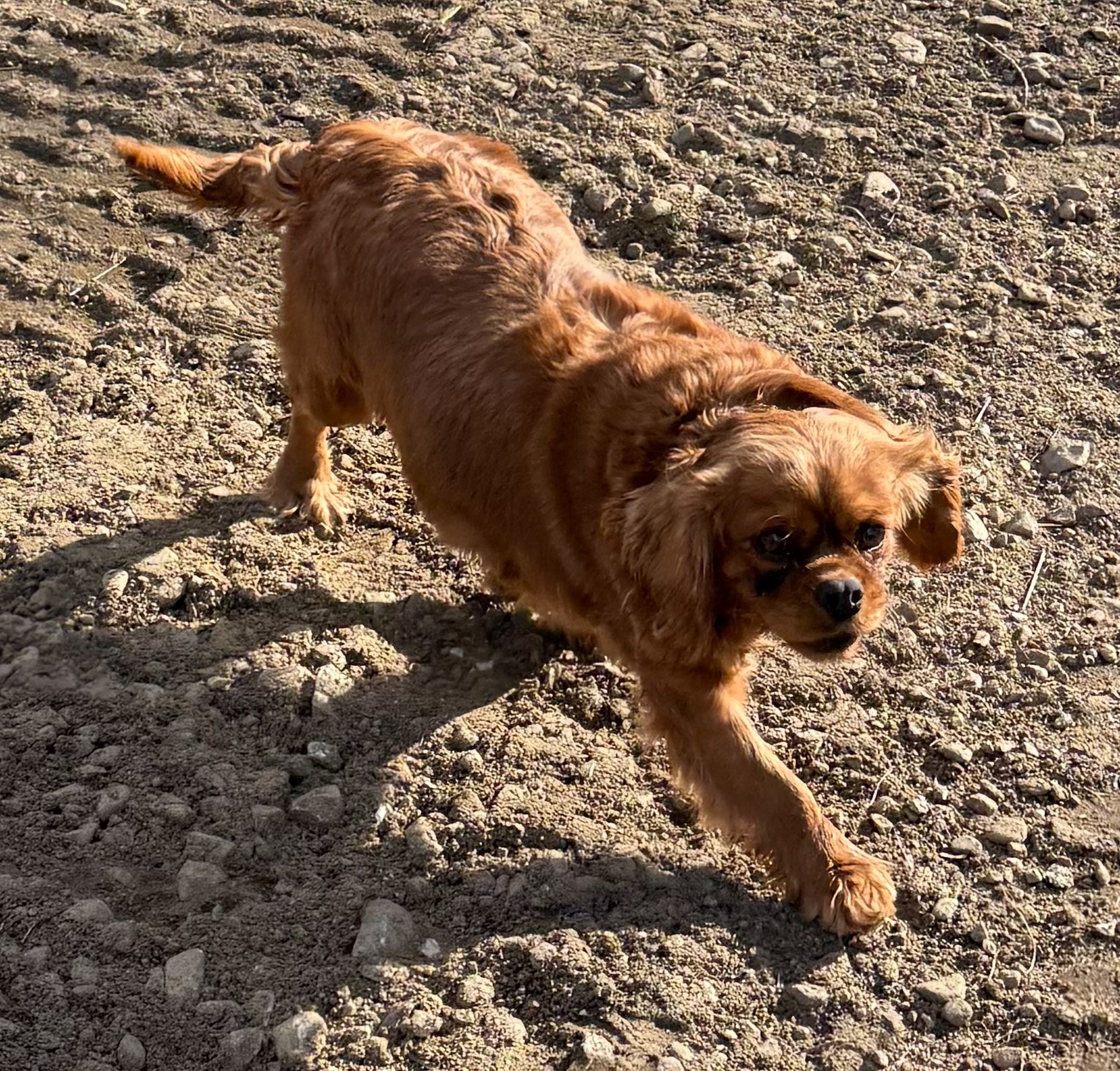 A small brown dog walking on rocky dirt ground with sunlight casting shadows cavapoo dog breeder king charles cavalier