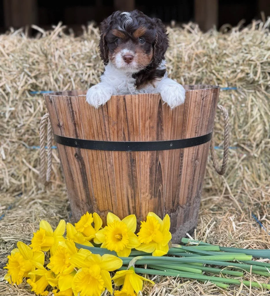 chocolate colored cavapoo puppies for sale cedar creek farm ct