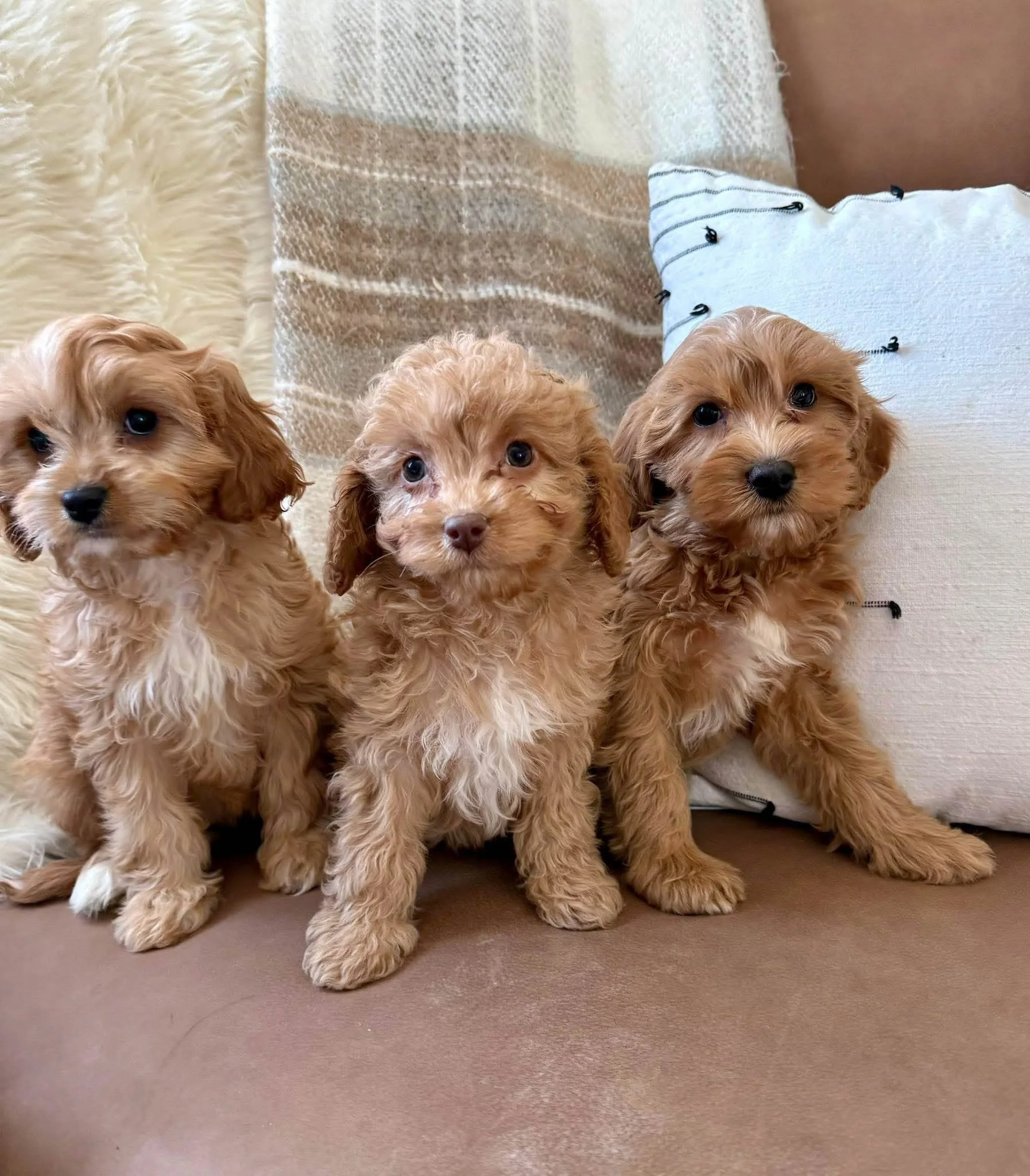 Three adorable apricot puppies sitting on a couch with pillows in the background cavapoo puppies connecticut