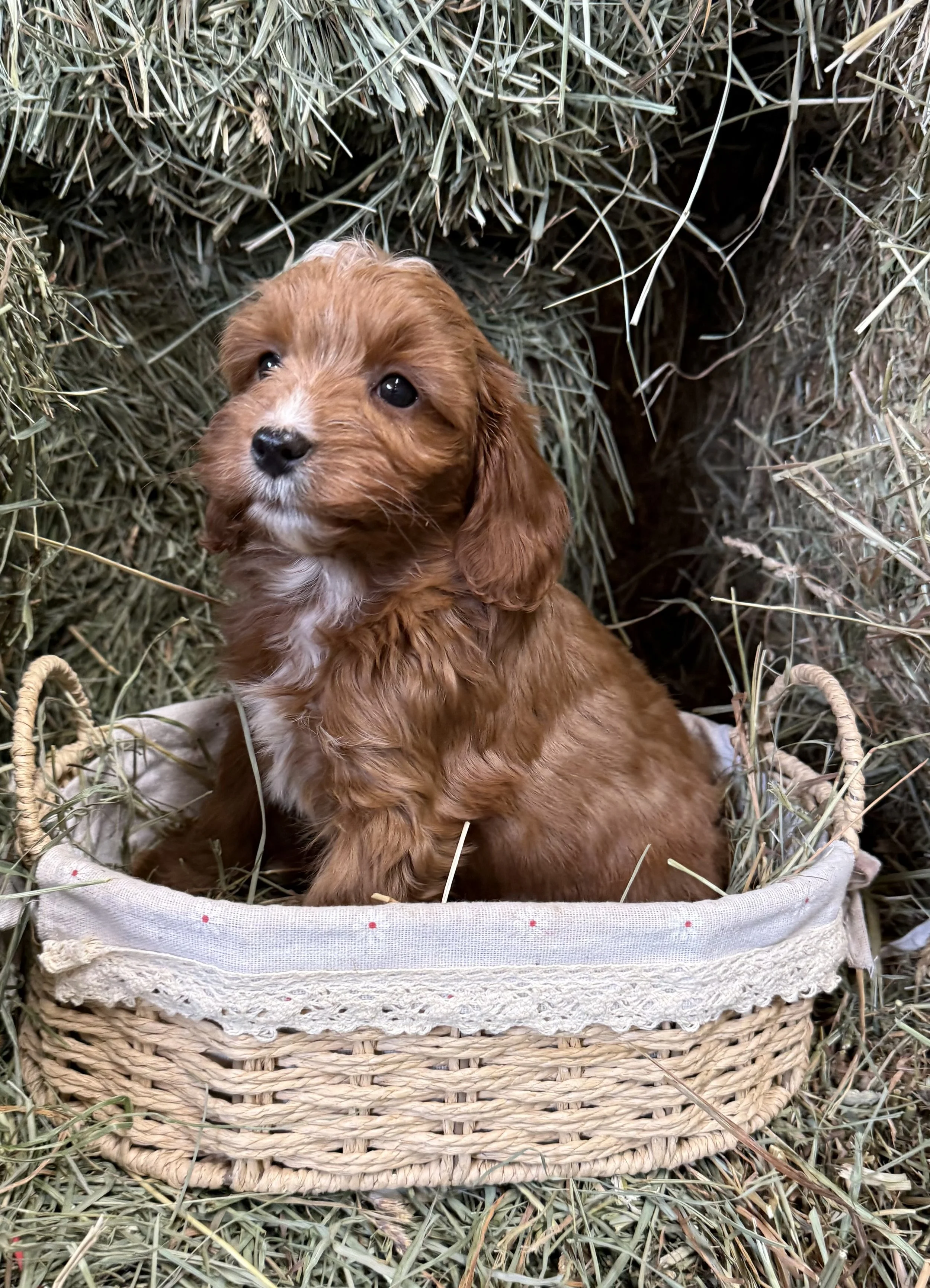 Cavapoo puppies for sale dog breeder near me family owned breeder health guaranteed puppies
