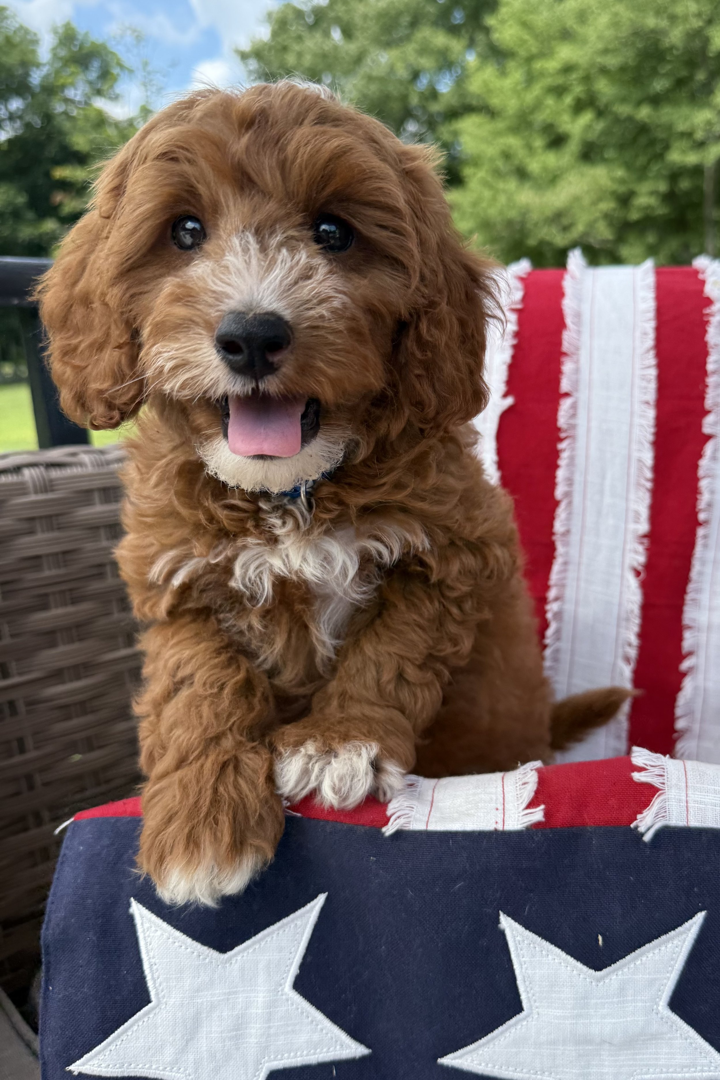 red and white cavapoo cedar creek farms ct dog breeder in connecticut