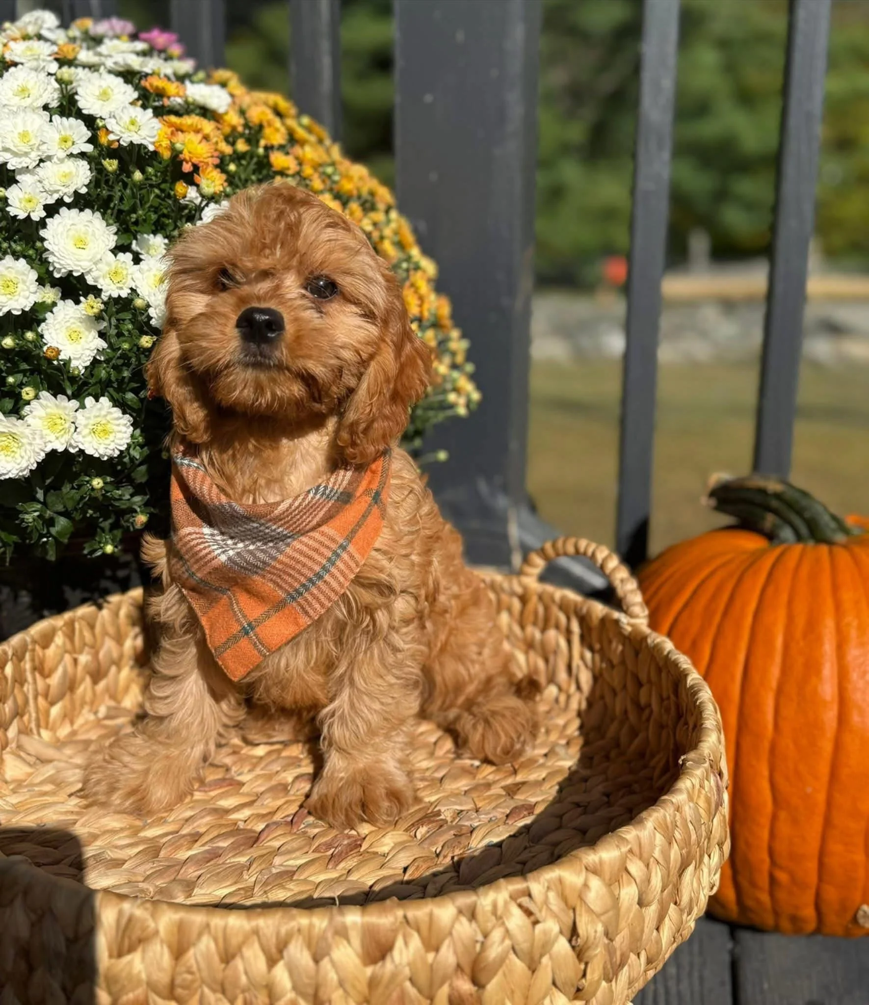 A cute brown cavapoo puppy with a plaid orange scarf sitting in a woven basket outdoors, surrounded by white and yellow mums flowers and a large orange pumpkin.