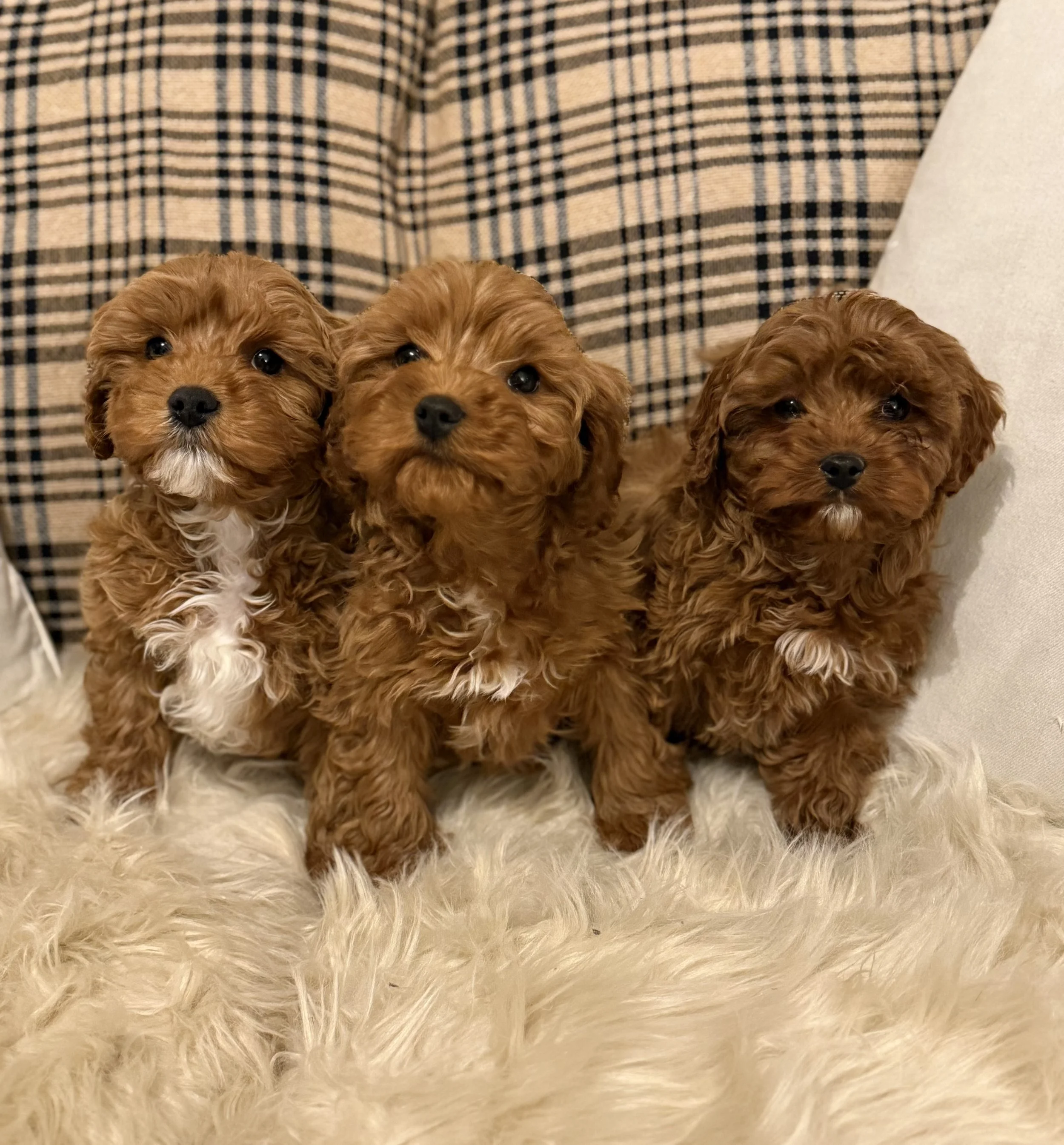 red cavapoo puppies for adoption puppies for sale connecticut near me