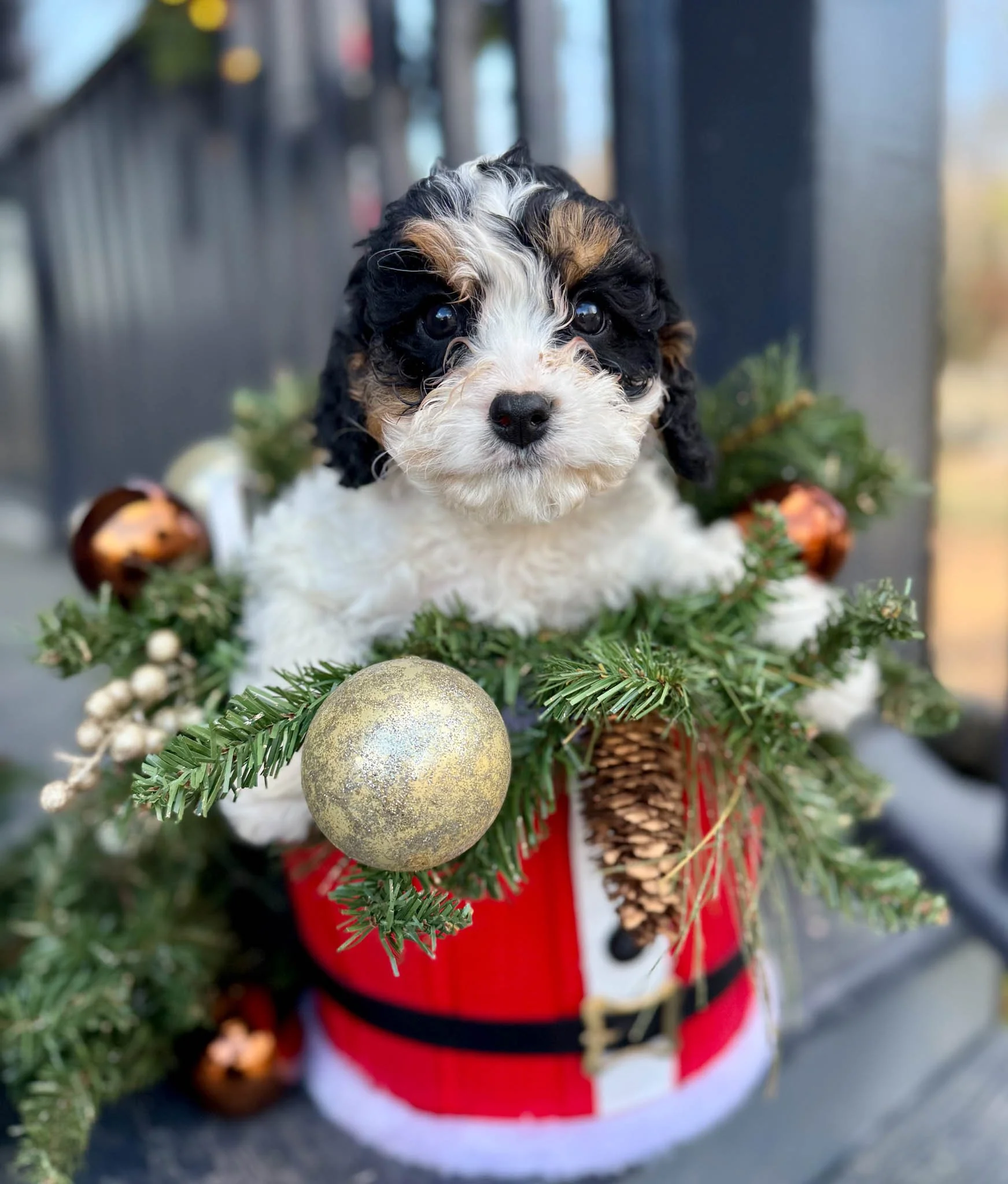 adorable curly-haired cavapoo puppies sitting inside a wheelbarrow with hay, with a wooden wall in the background. cavapoo puppies for sale near me connecitcut dog breeder