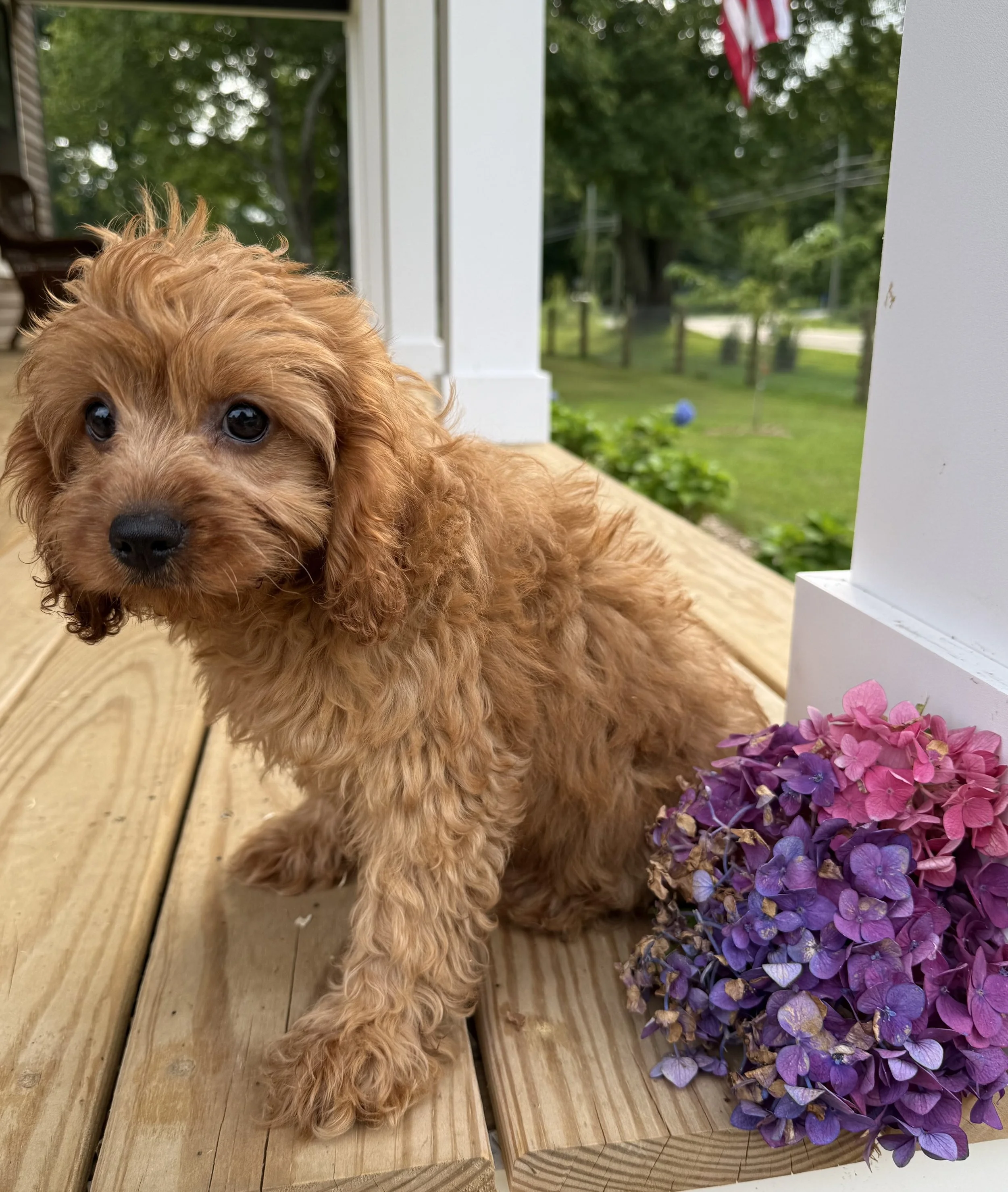 cavapoo puppies for sale dog breeder in connecticut cavapoos near me